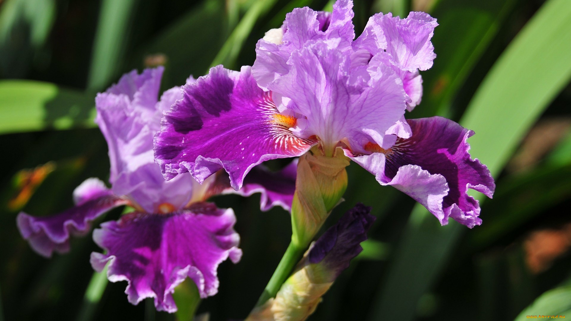 цветы, ирисы, лепестки, бутоны