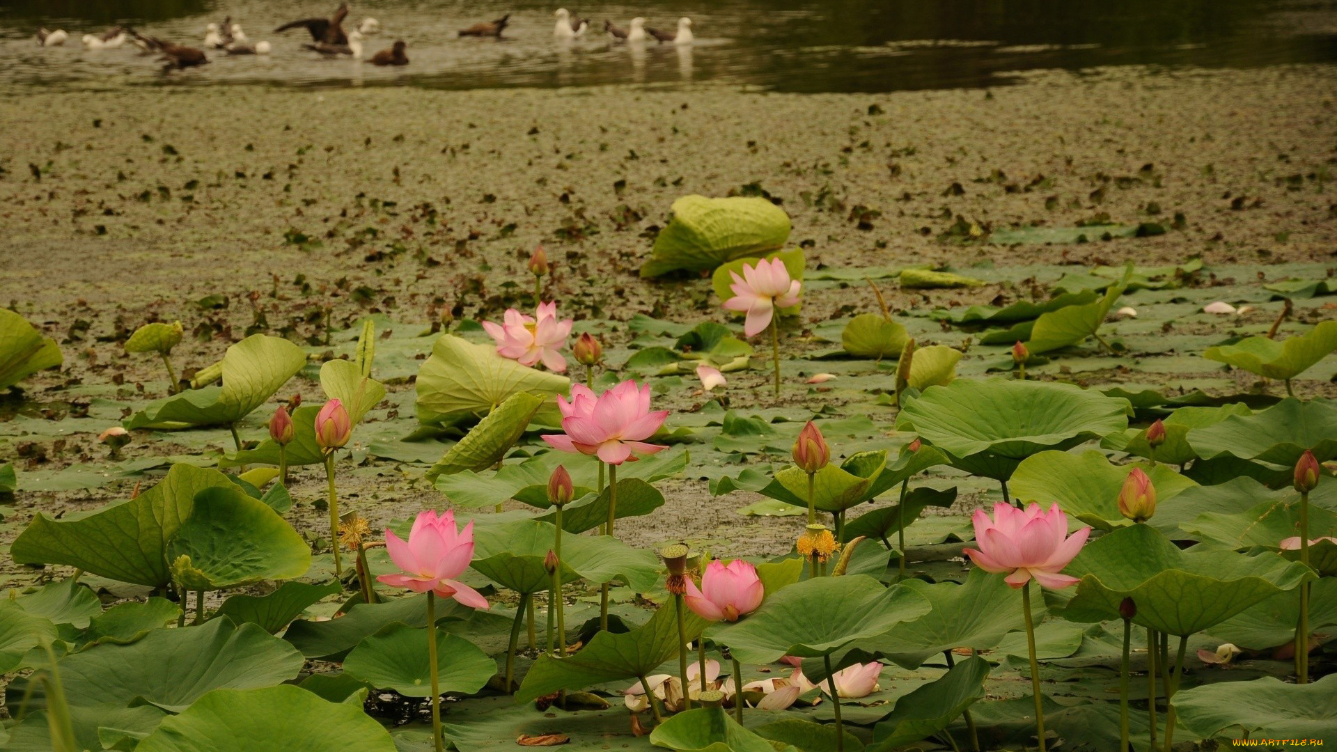 цветы, лотосы, водоем, птицы, лилии