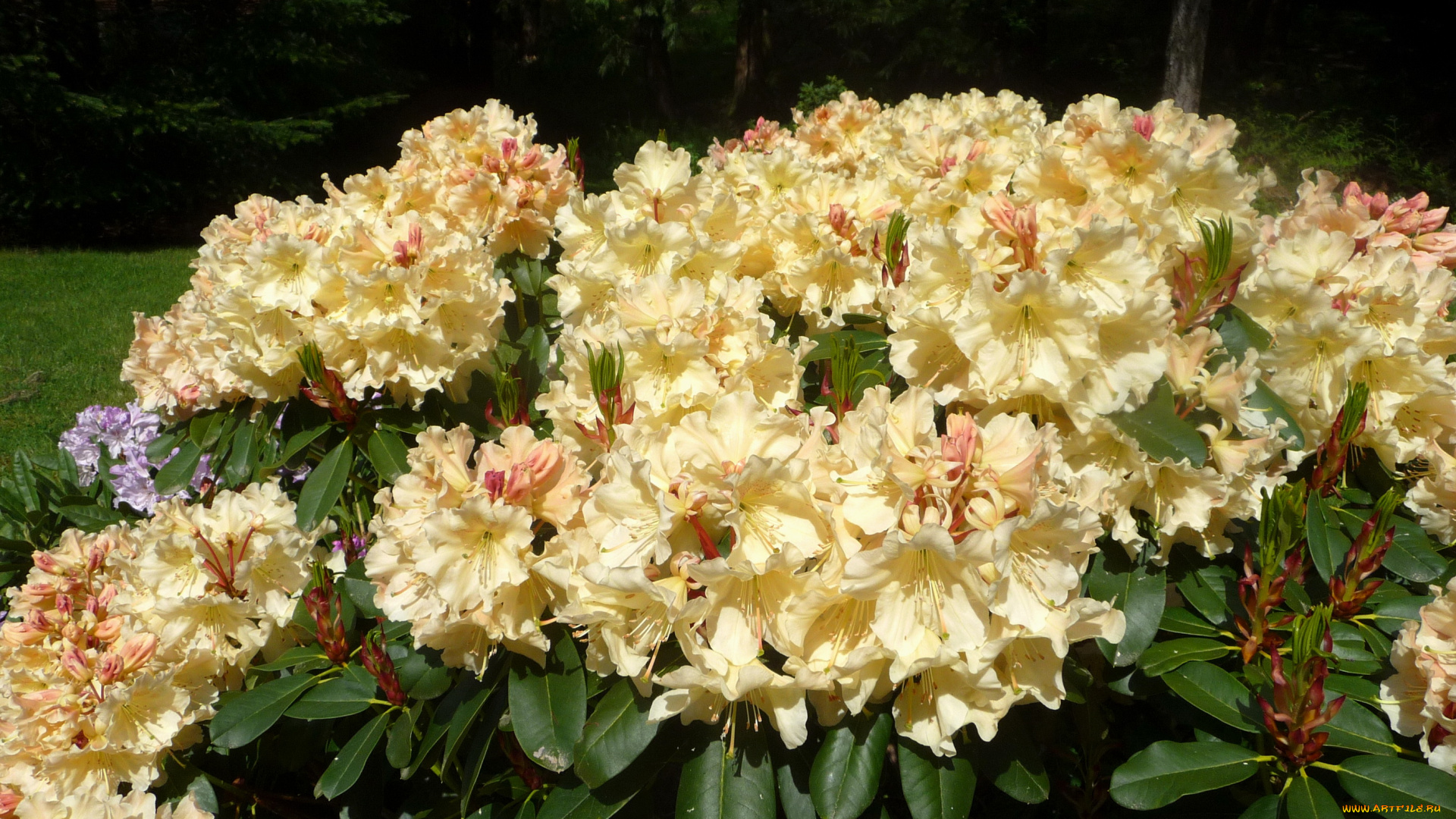 цветы, рододендроны, азалии, азалия