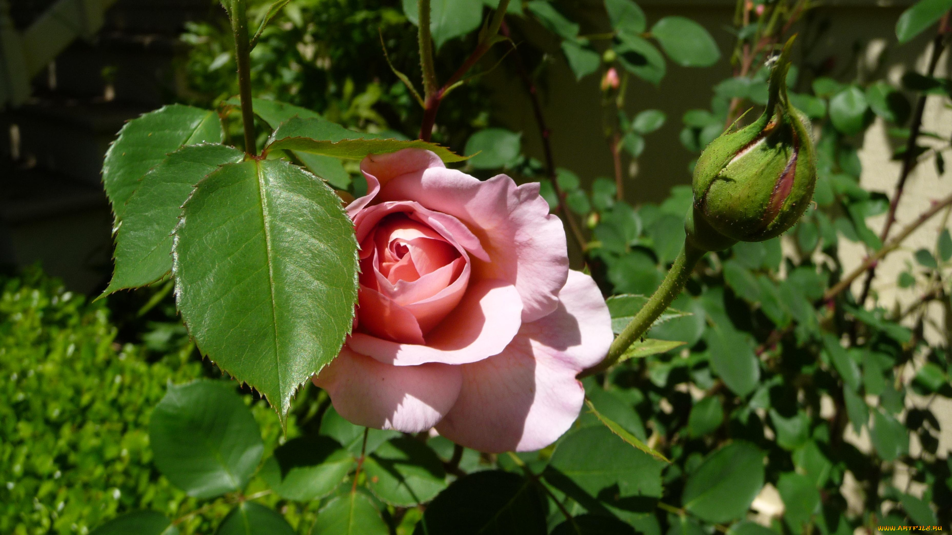 цветы, розы, rose