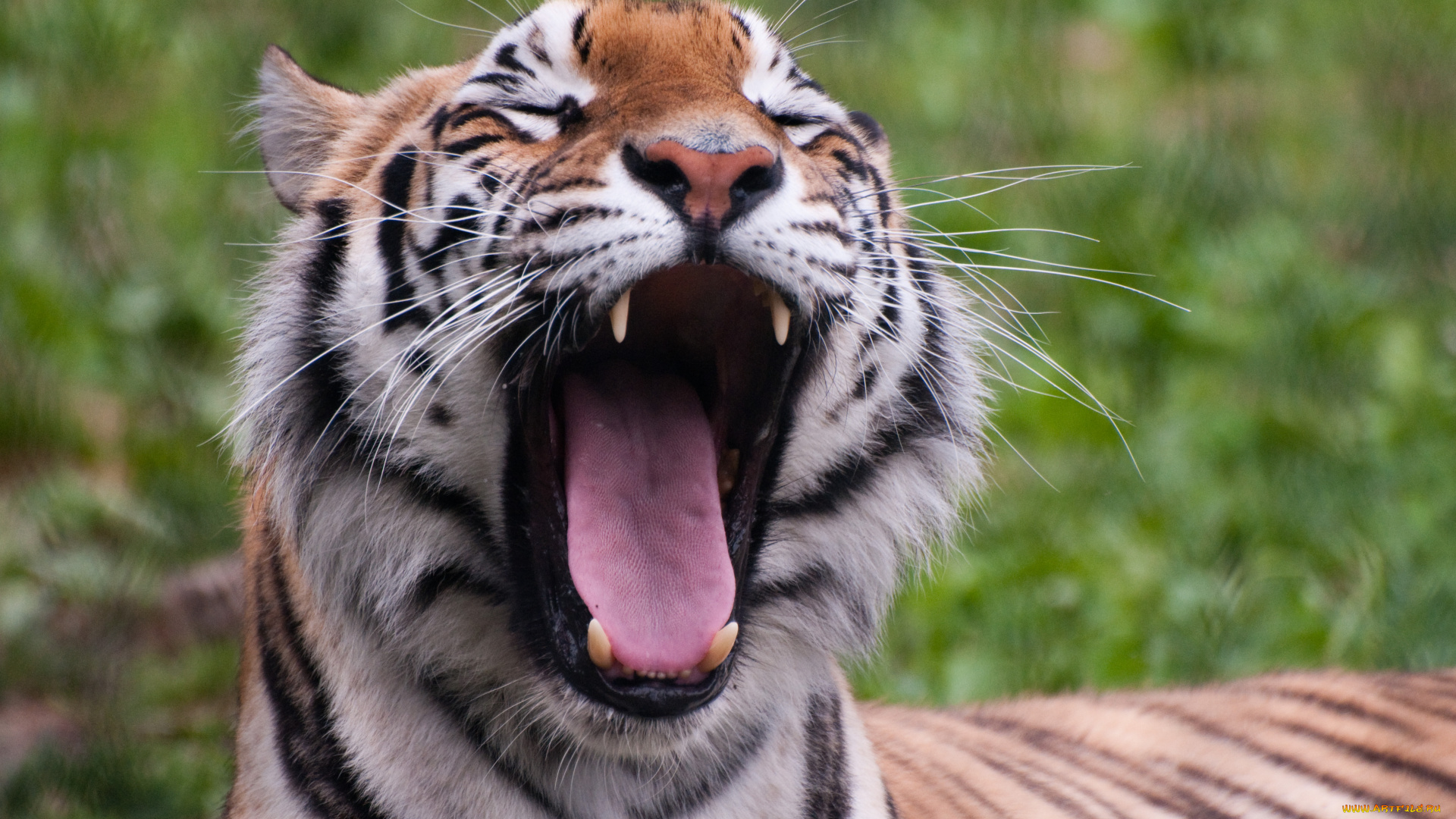 panthera, tigris, franklin, park, zoo, massachusetts, usa, животные, тигры, тигр, морда, зевает