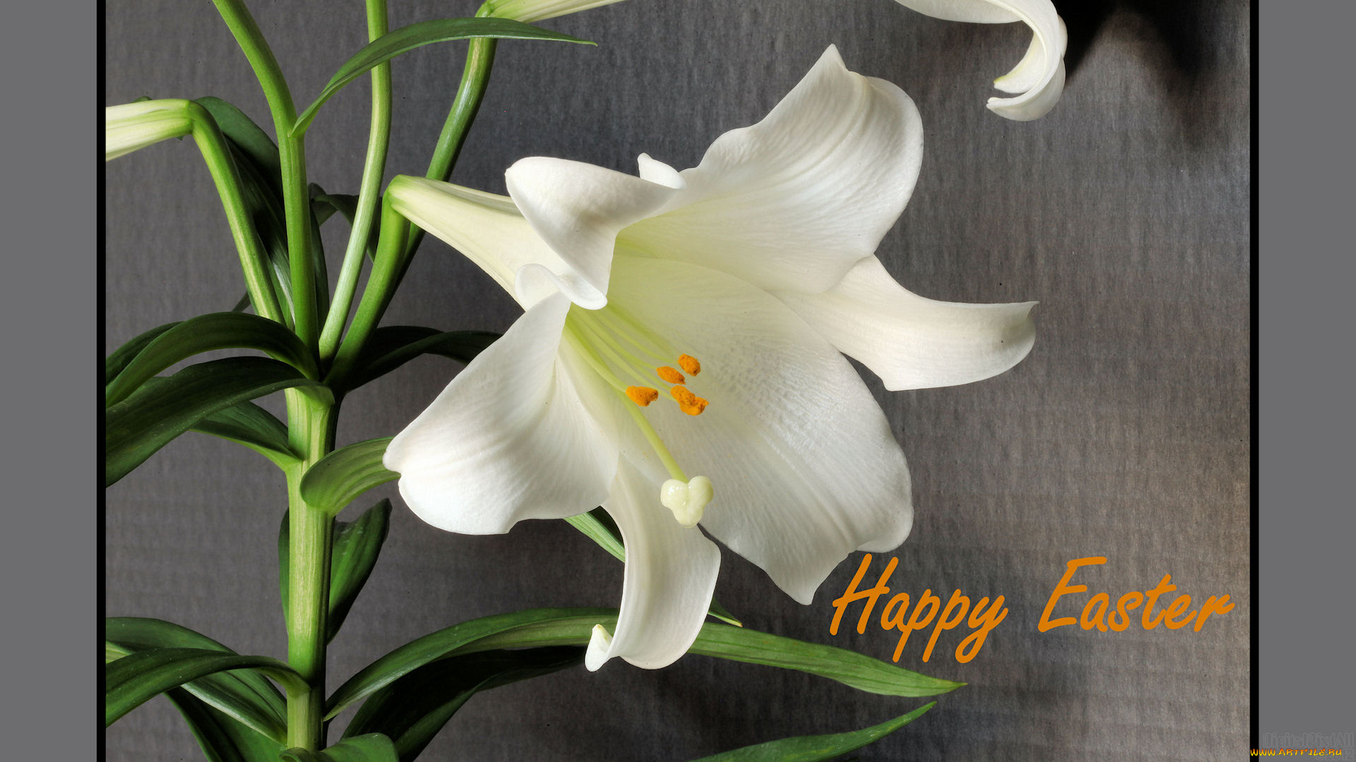 праздничные, пасха, лилия