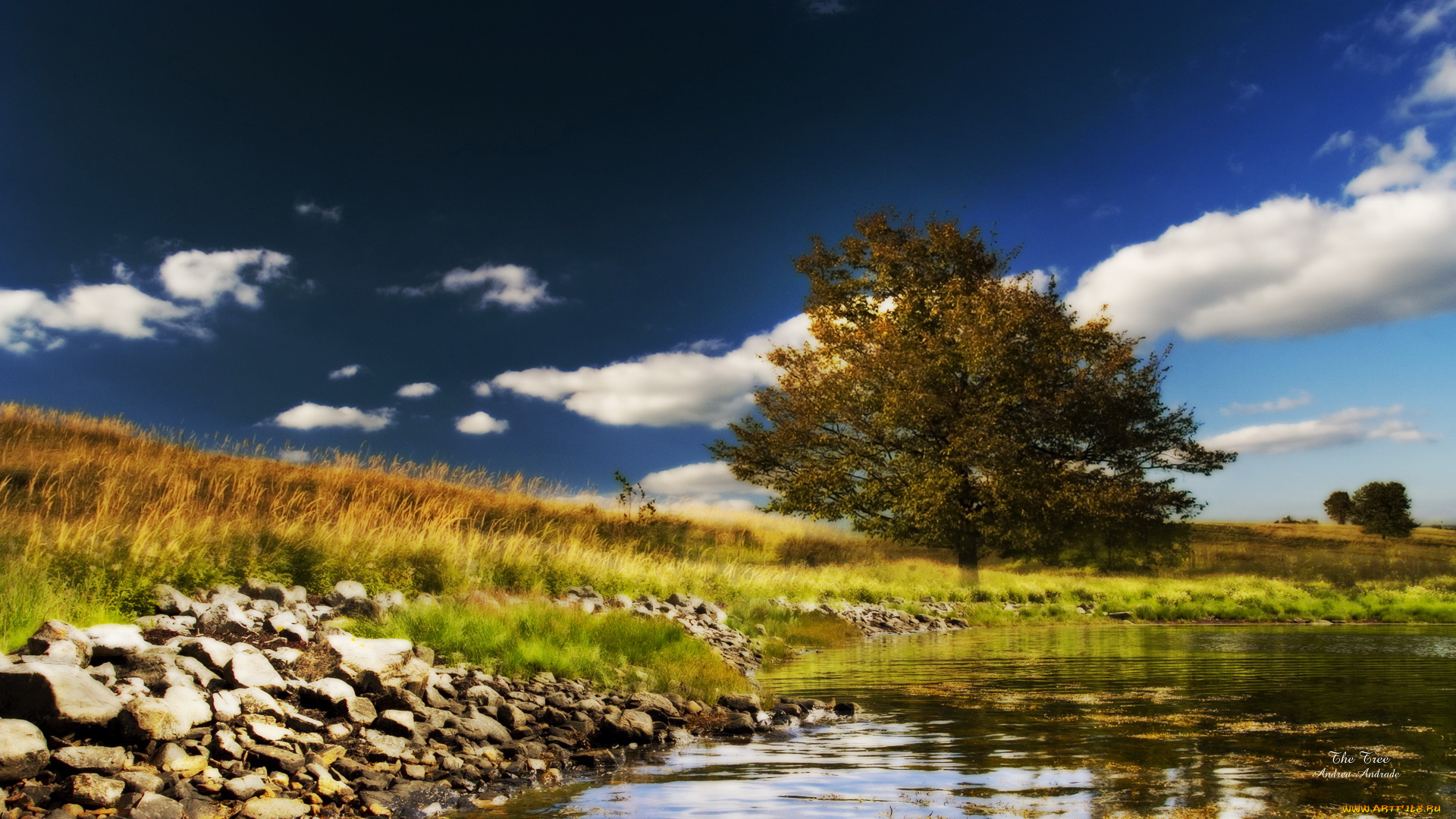 природа, деревья, облака, дерево