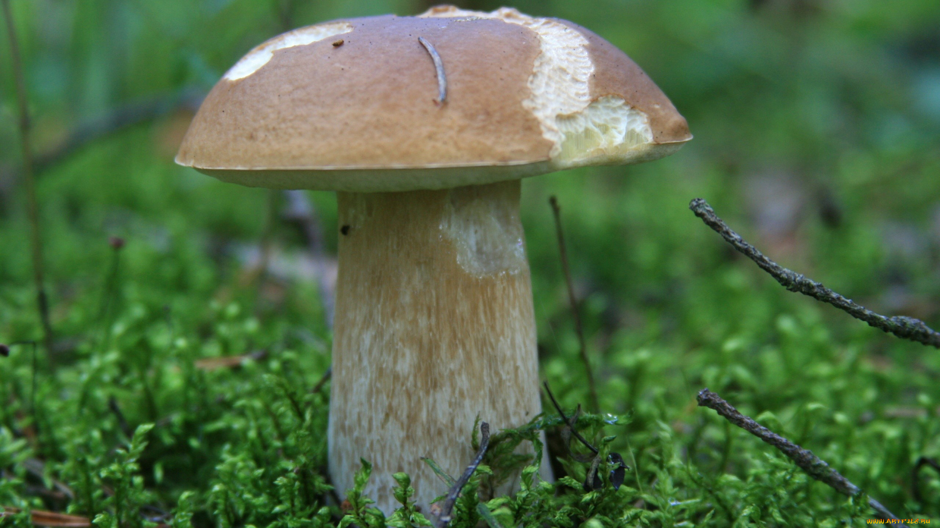 природа, грибы, боровик, мох