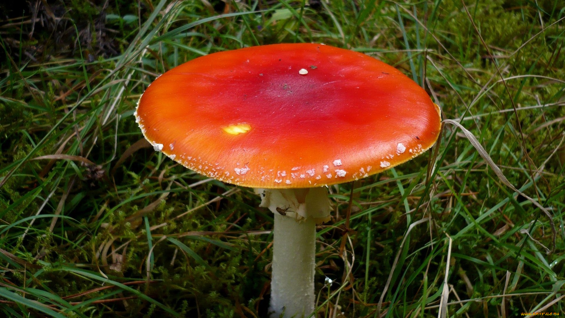 природа, грибы, мухомор, трава
