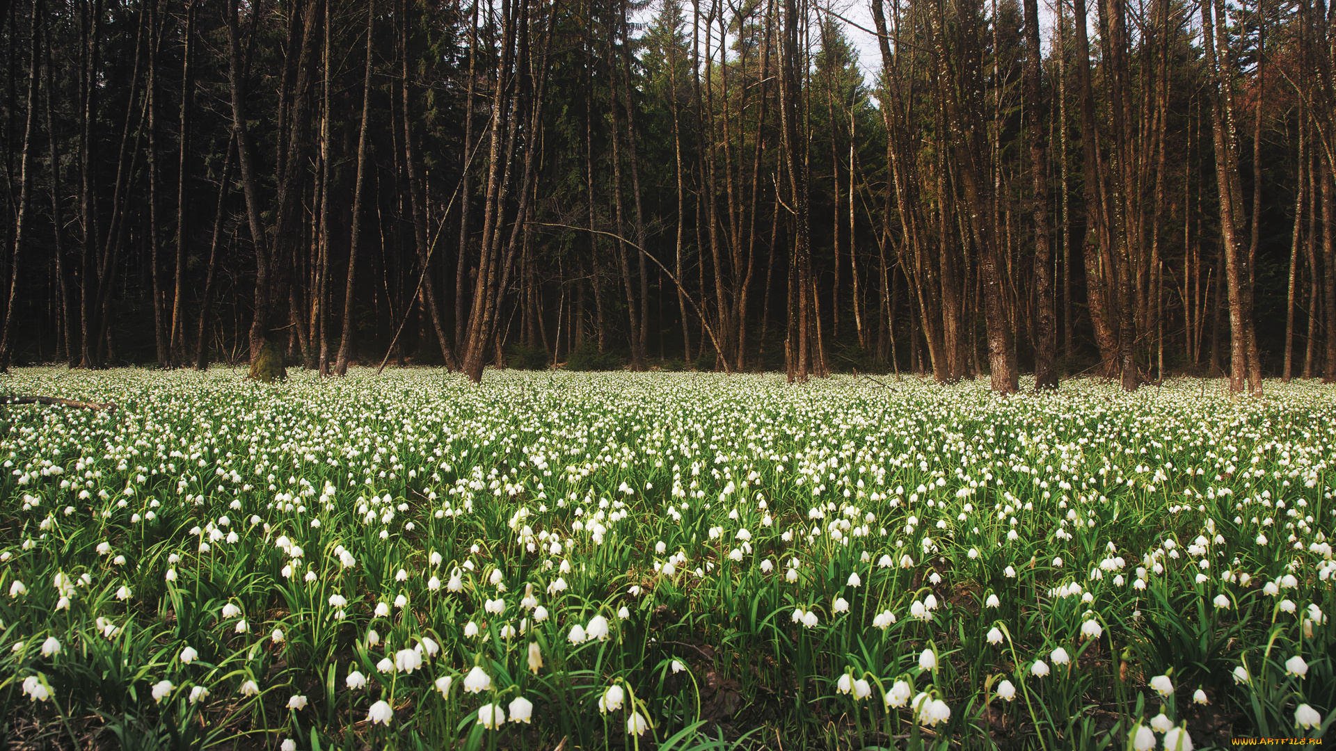 природа, лес, весна, поляна, подснежники