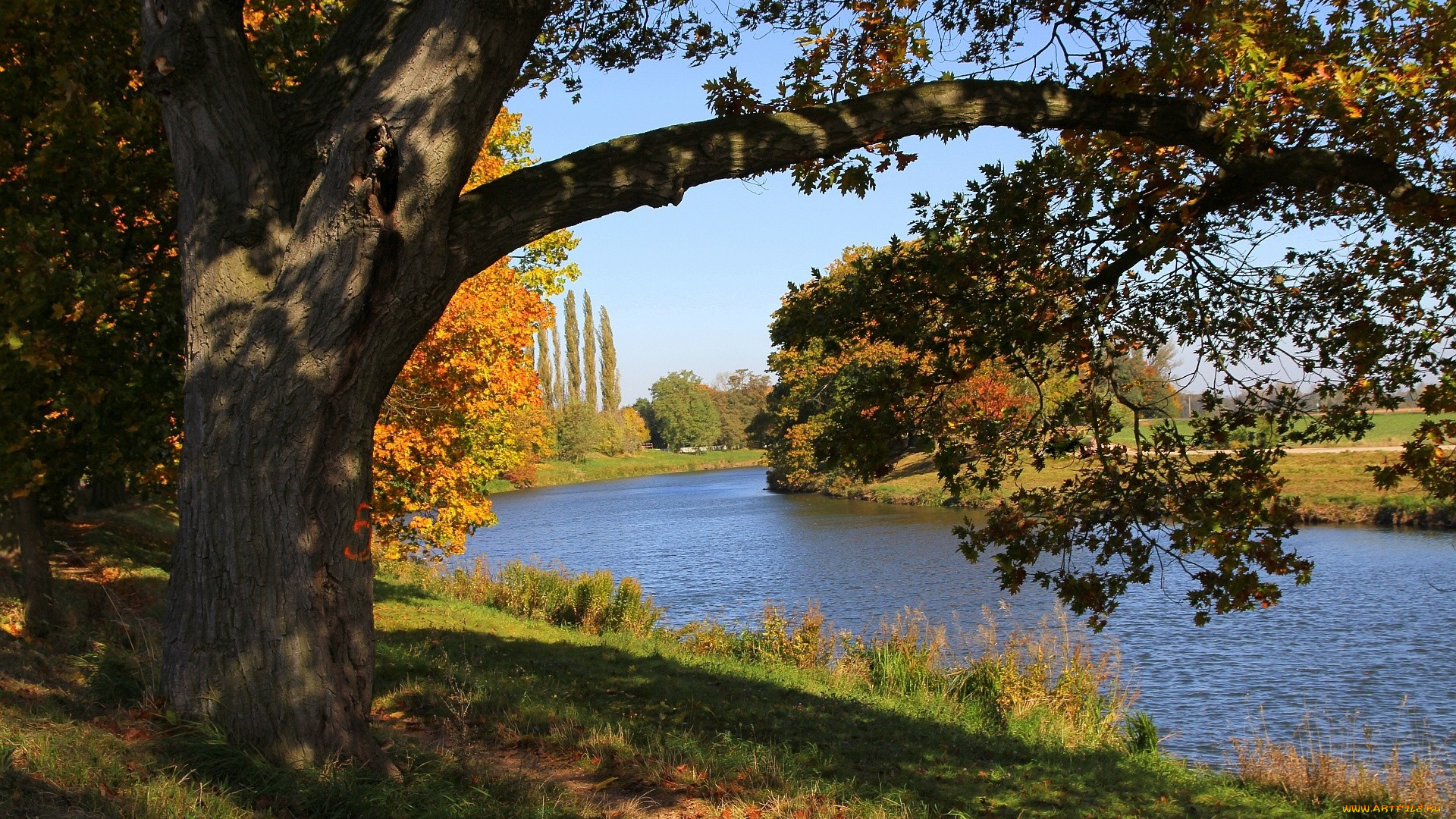 природа, реки, озера, осень, река, деревья