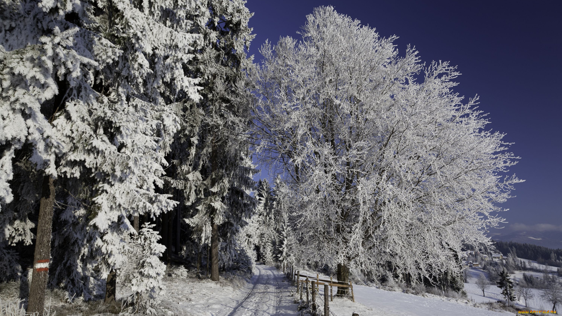 природа, зима, иней