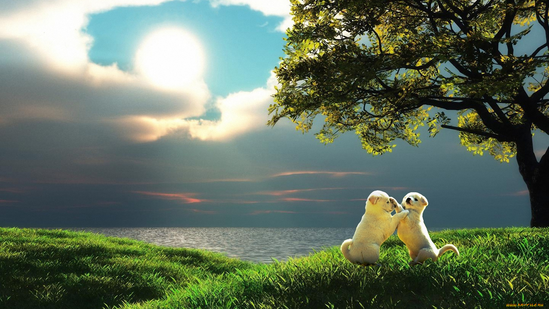 разное, компьютерный, дизайн, трава, море, щенки