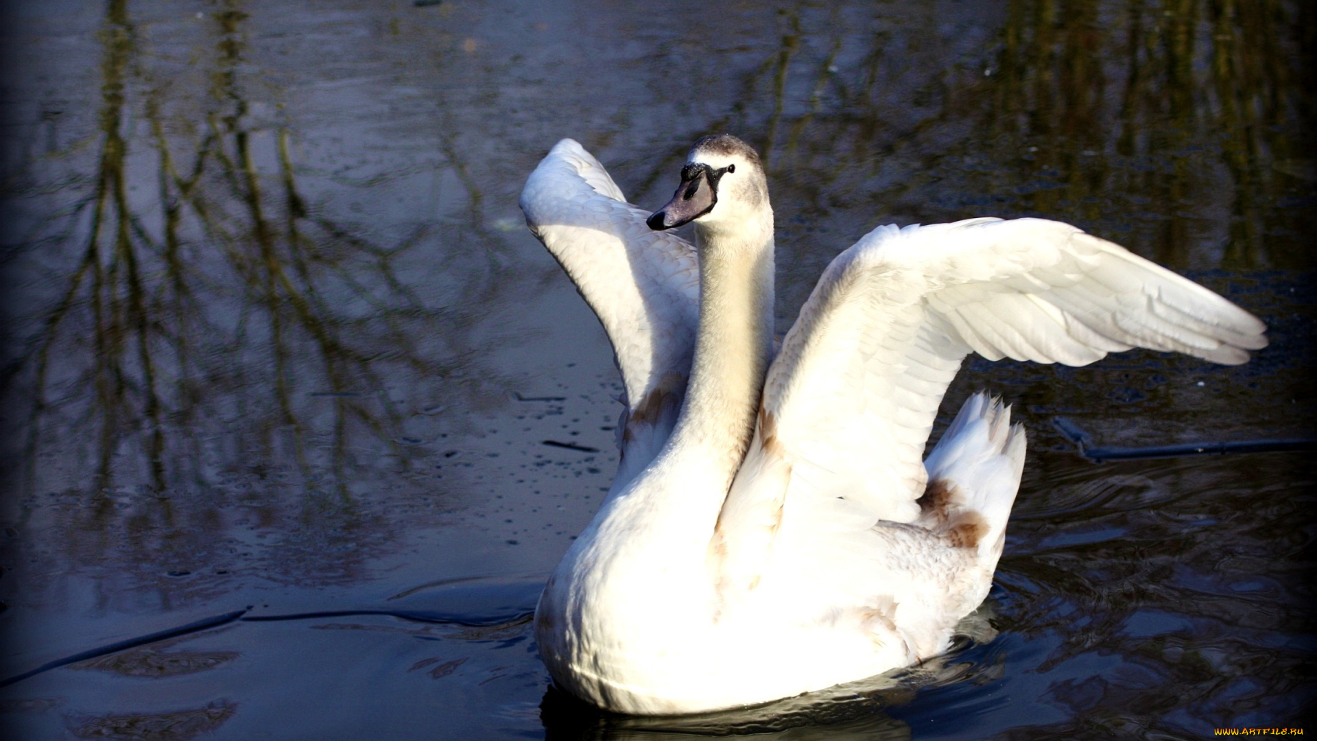животные, лебеди, крылья, вода