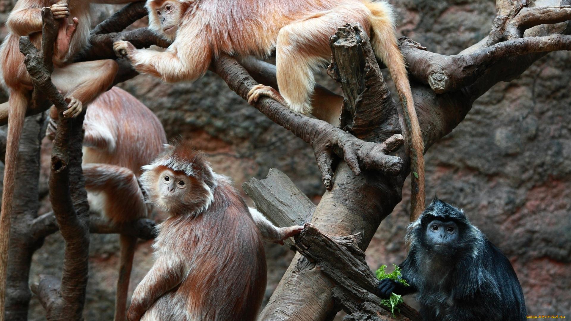 животные, обезьяны, дерево, мартышки
