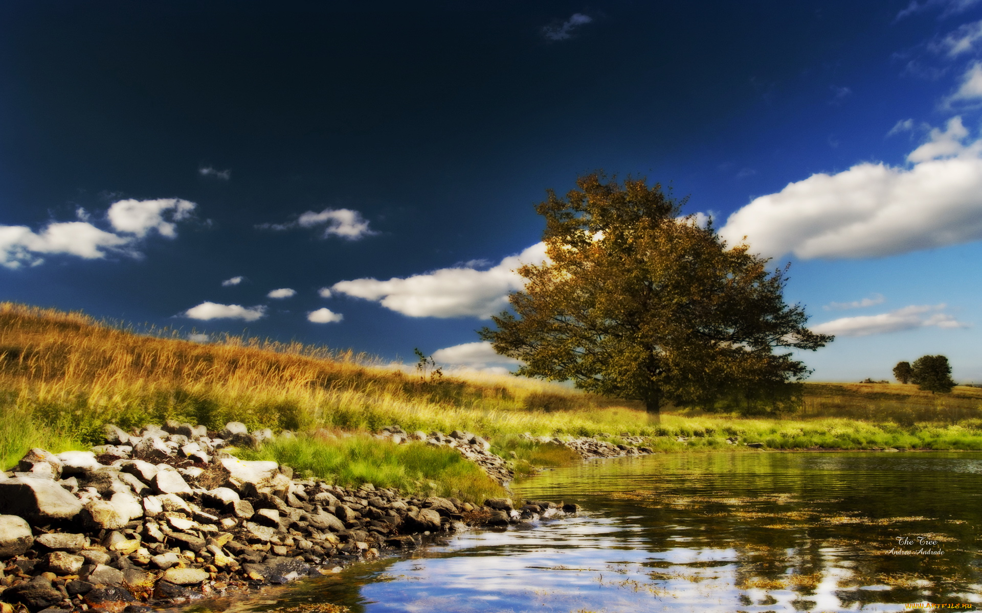 природа, деревья, облака, дерево