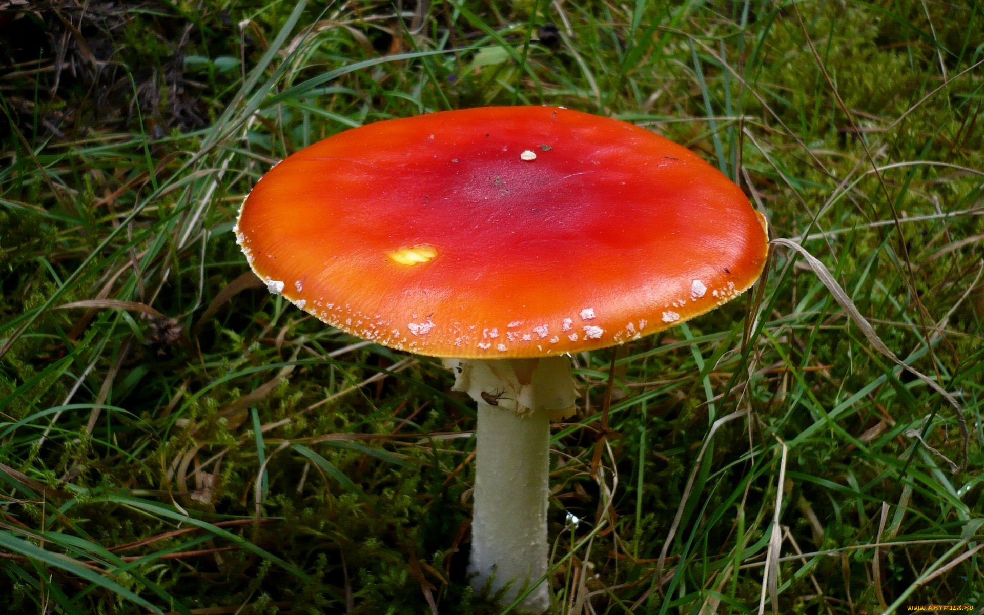 природа, грибы, мухомор, трава