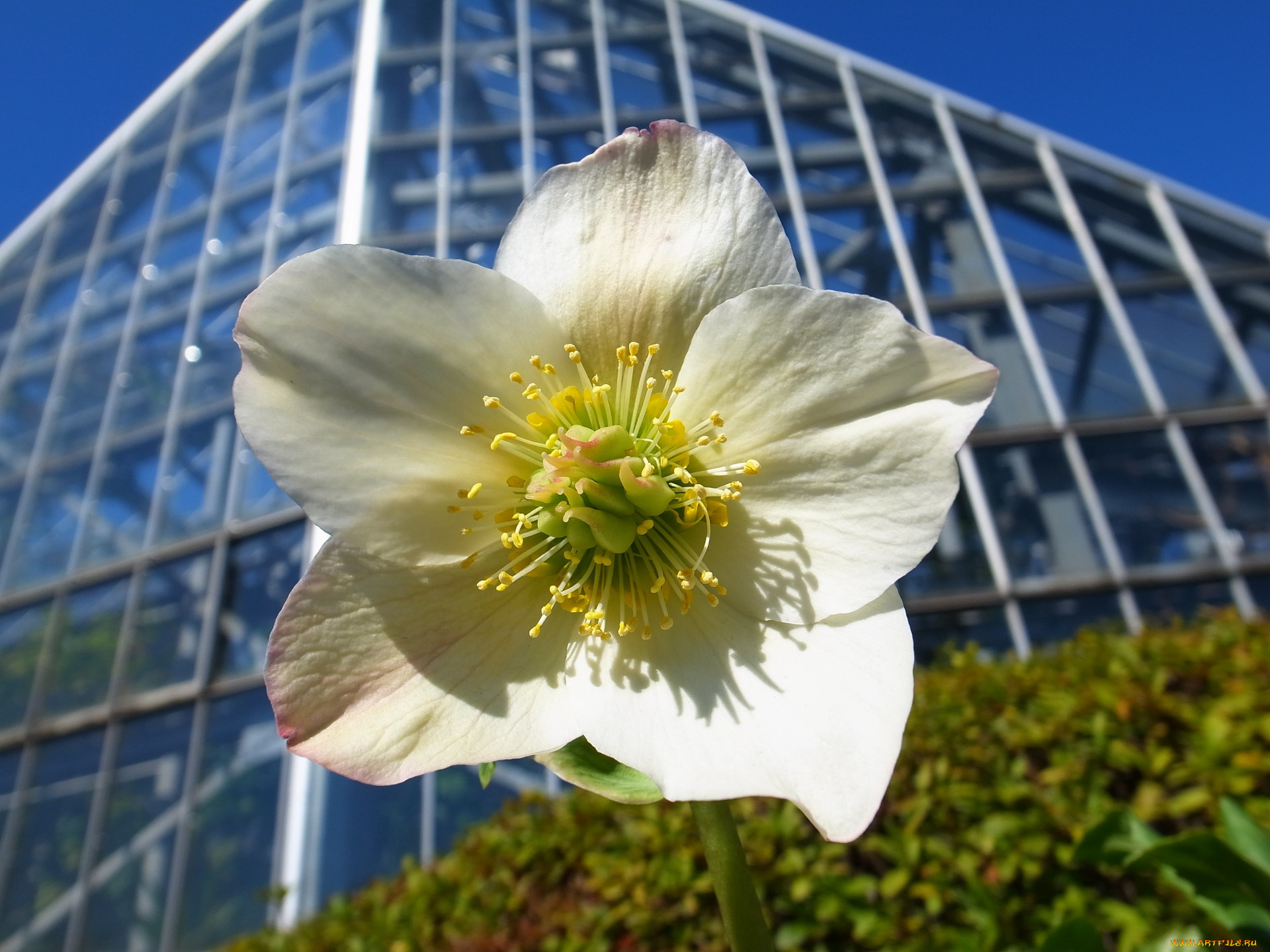 цветы, геллеборус, морозник, дом, лепестки