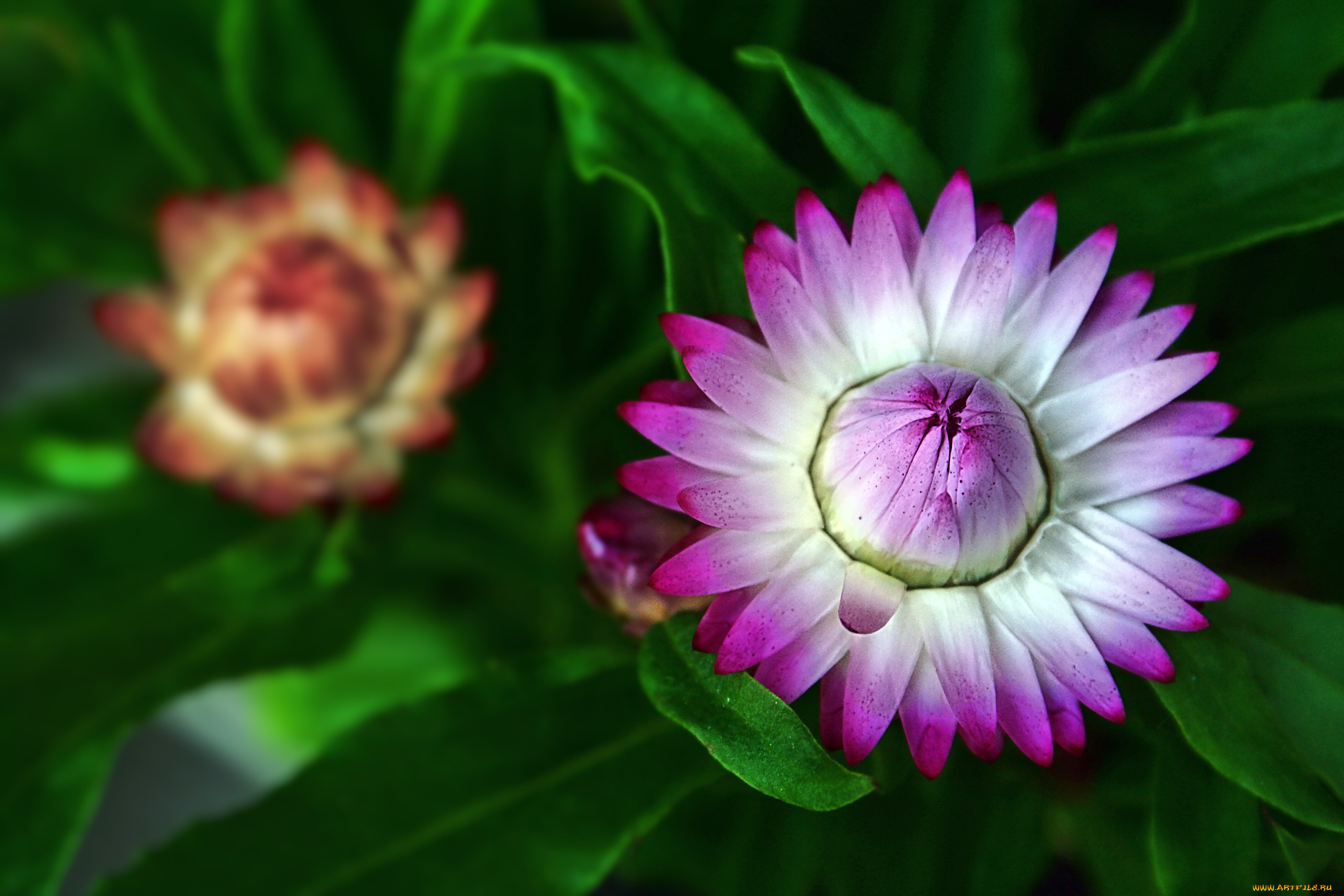 цветы, бессмертник, сиреневый