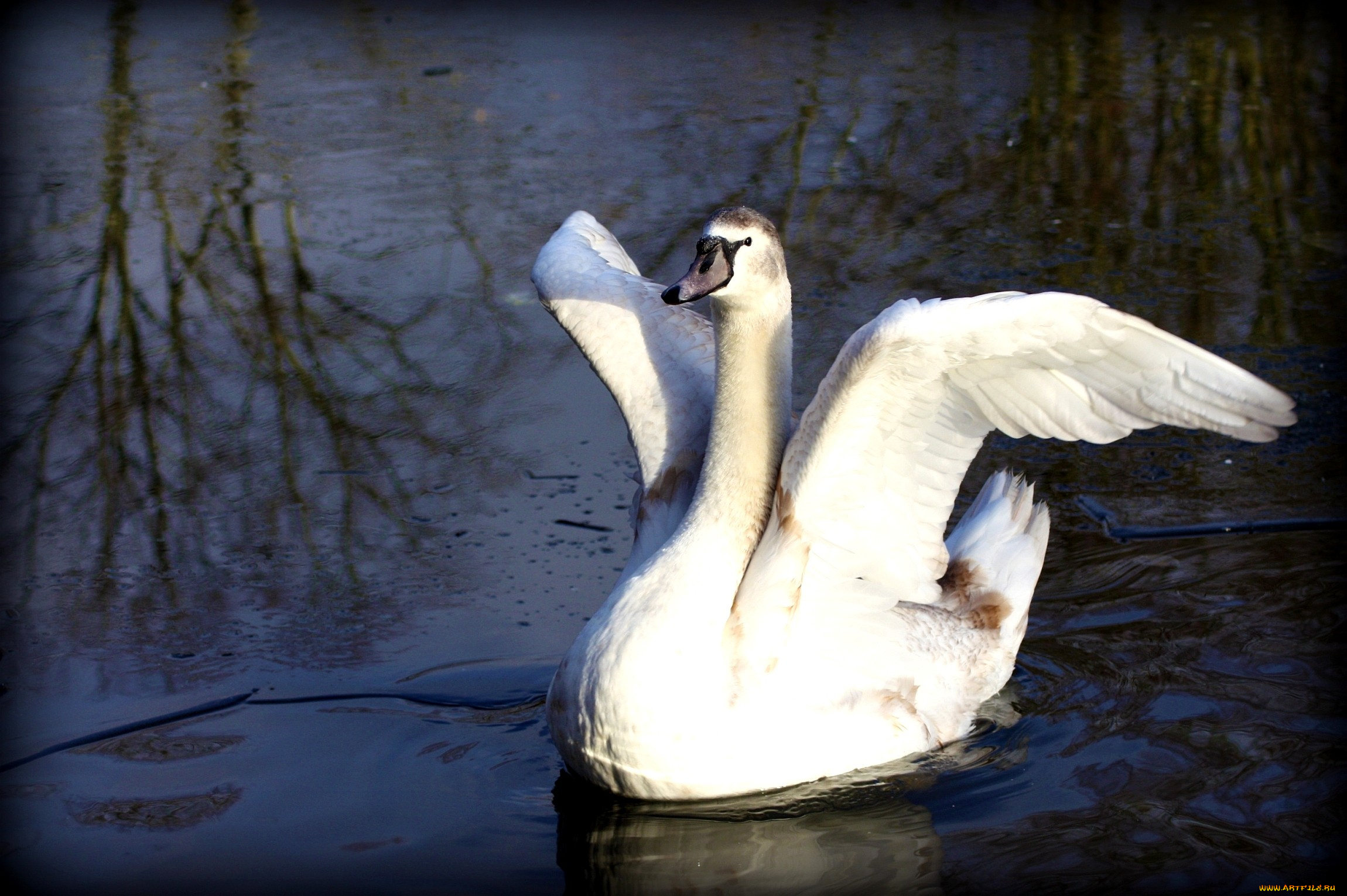 животные, лебеди, крылья, вода