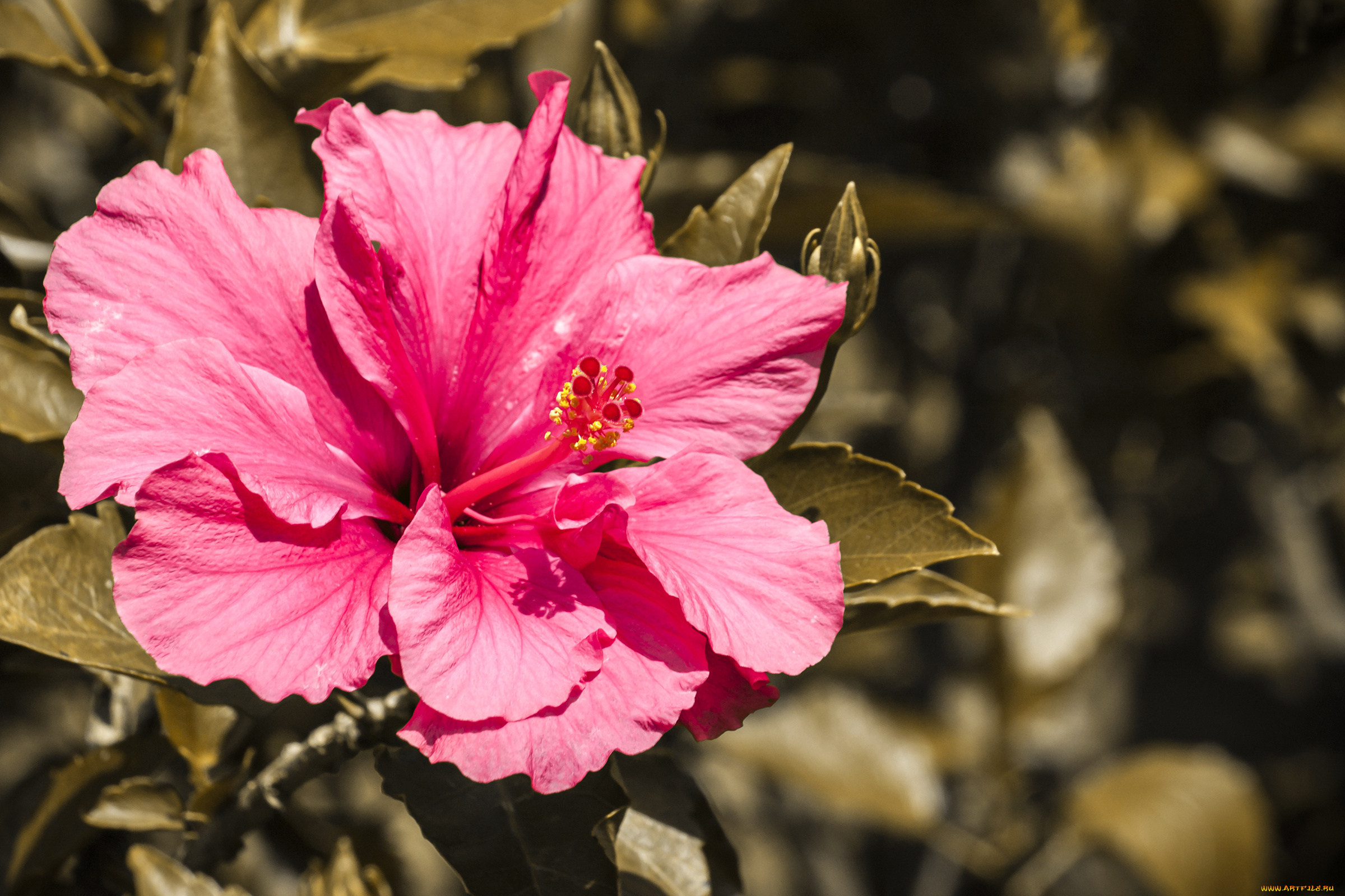 цветы, гибискусы, листья