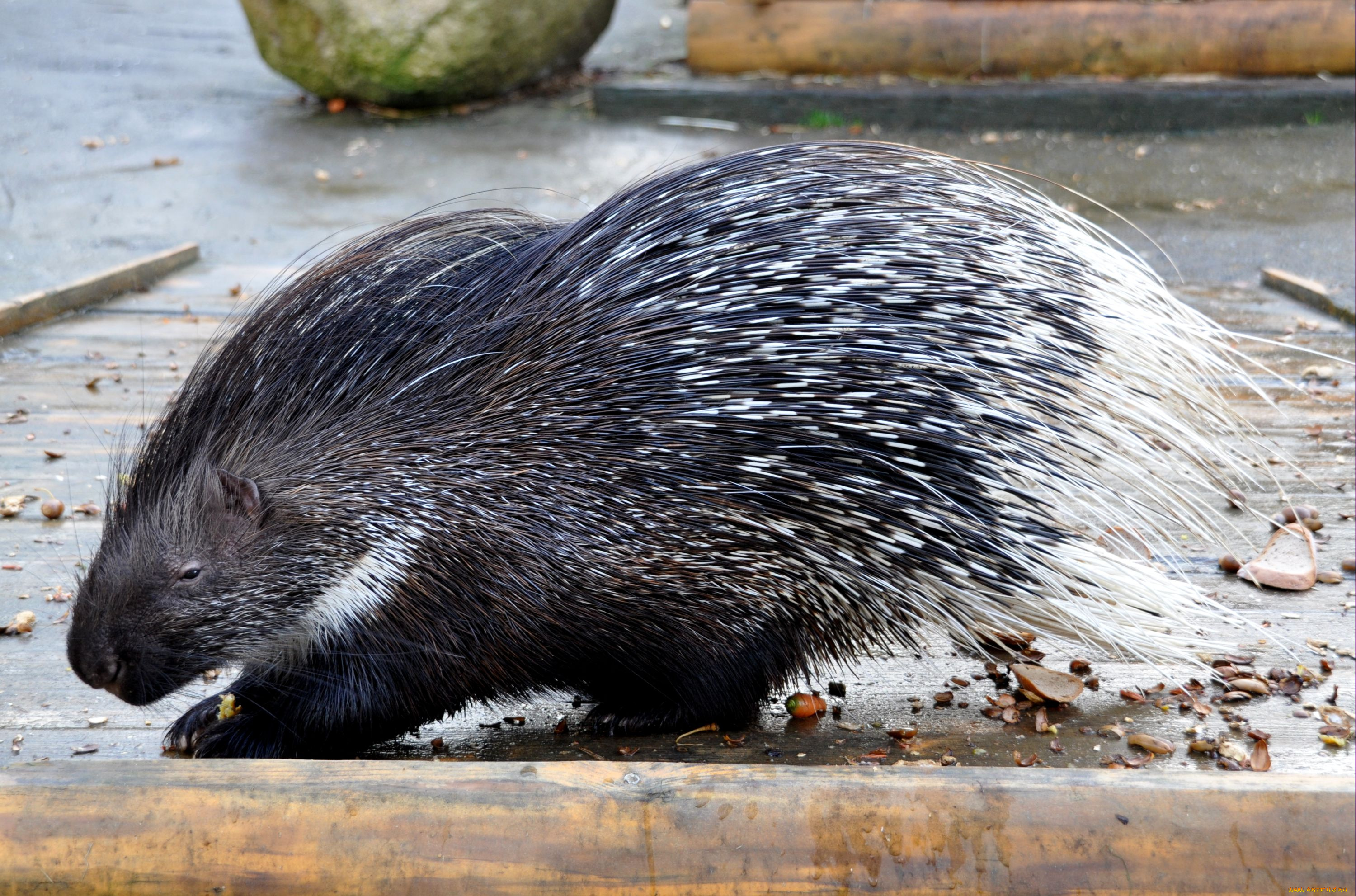 животные, дикобразы, иглы