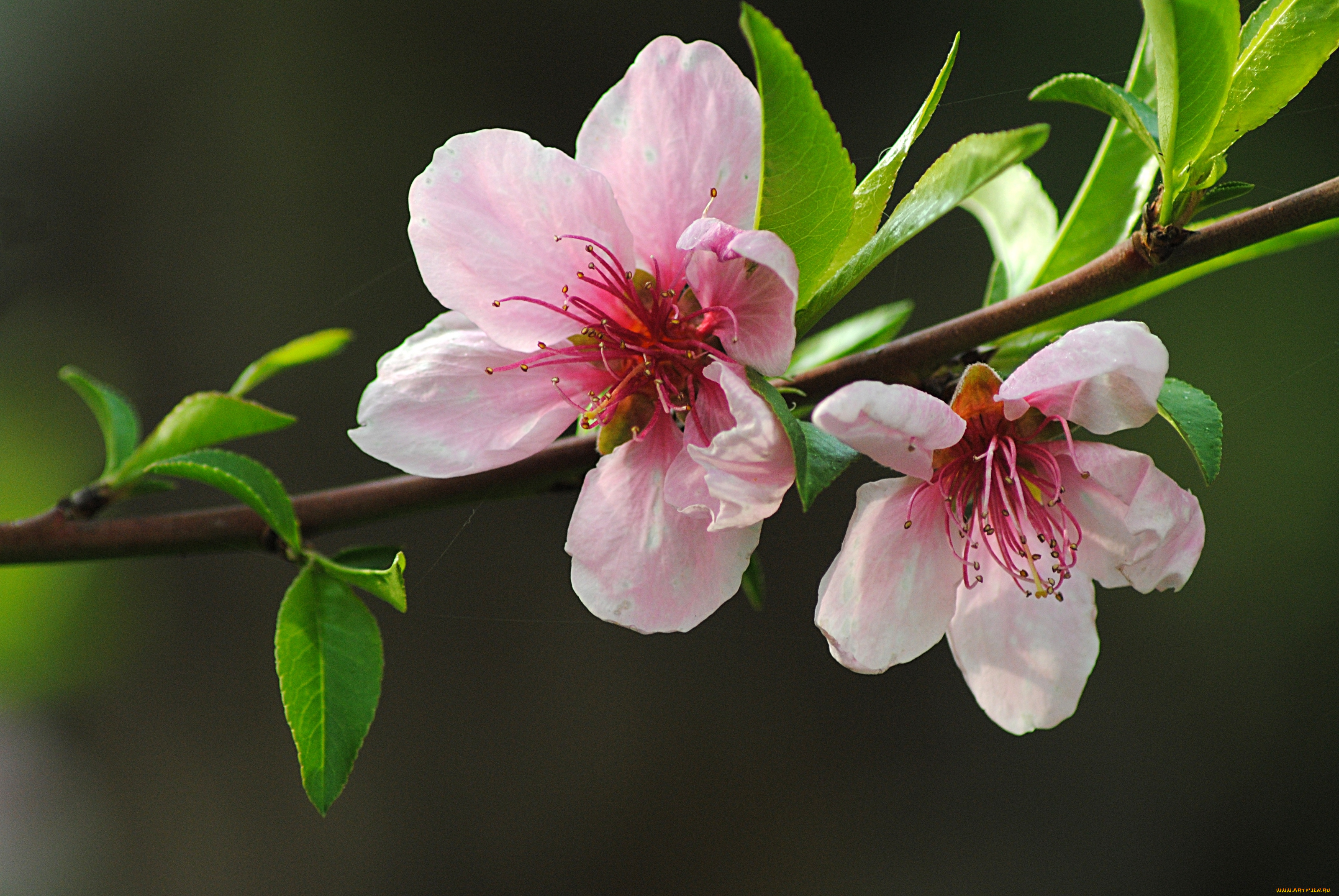 цветы, цветущие, деревья, кустарники, ветка, листья