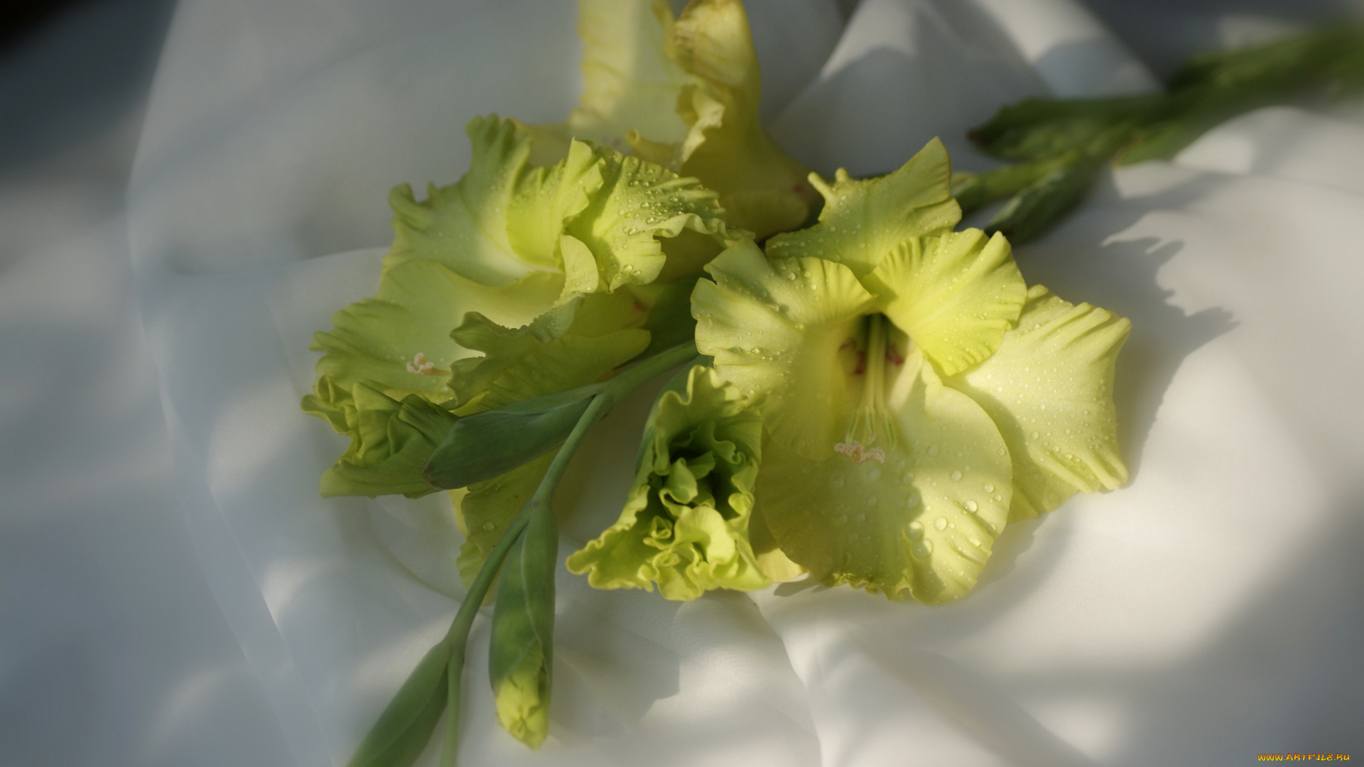 цветы, гладиолусы, гладиолус