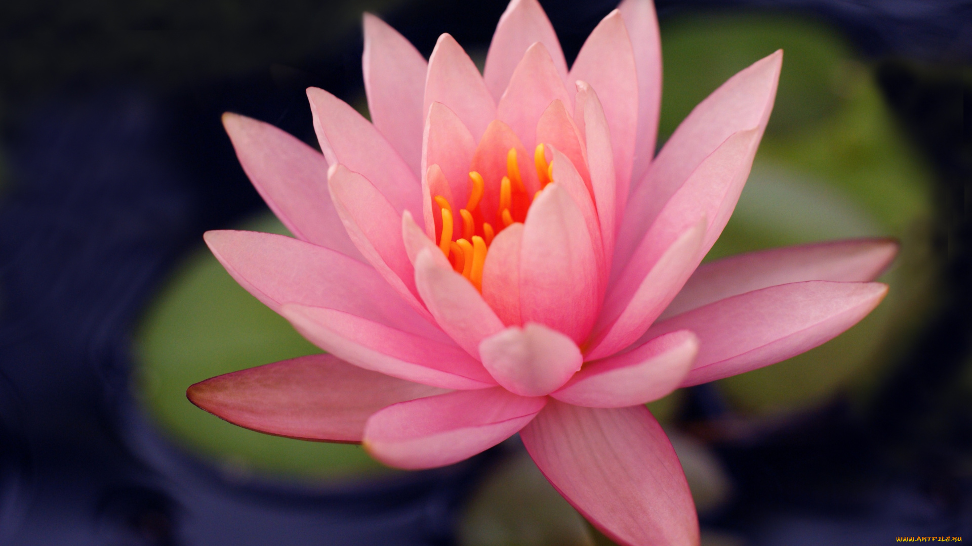 цветы, лилии, водяные, нимфеи, кувшинки, розовый, лепестки