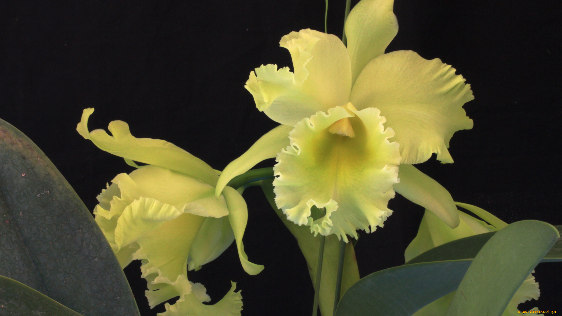 цветы, орхидеи