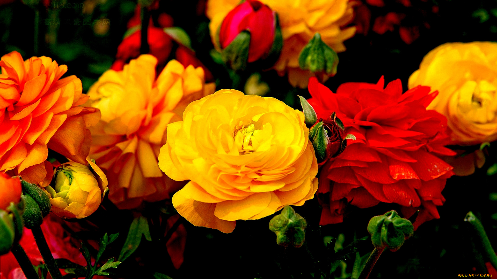цветы, ранункулюс, азиатский, лютик, оранжевый, желтый, красный