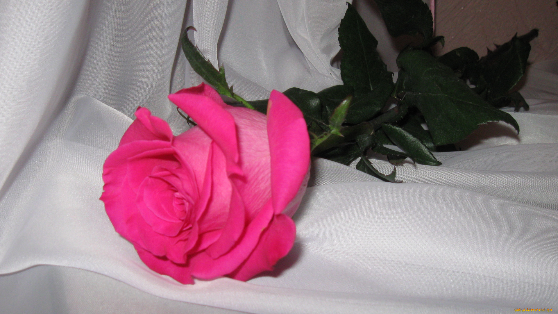 цветы, розы, роза