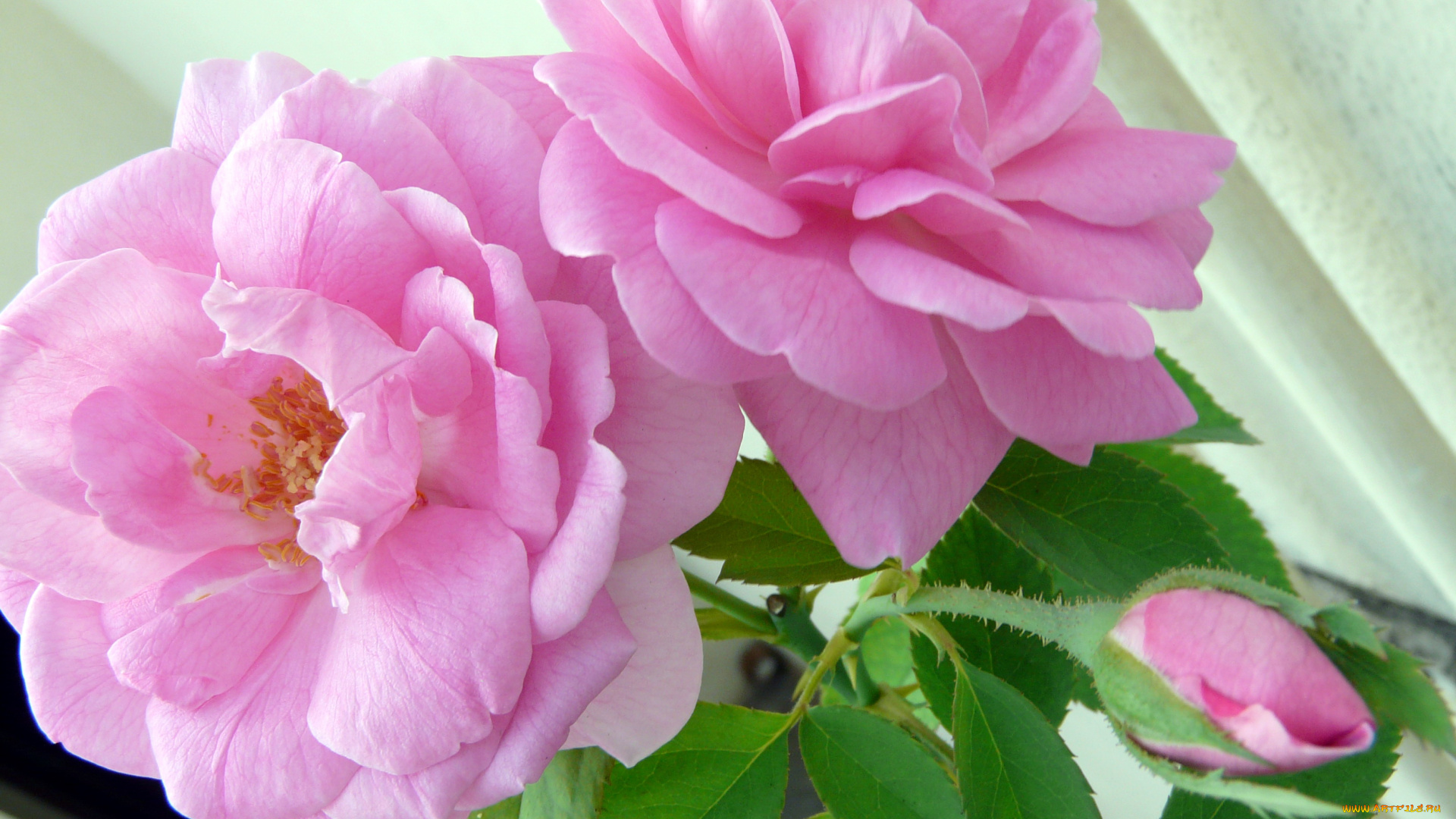 цветы, розы, розовый