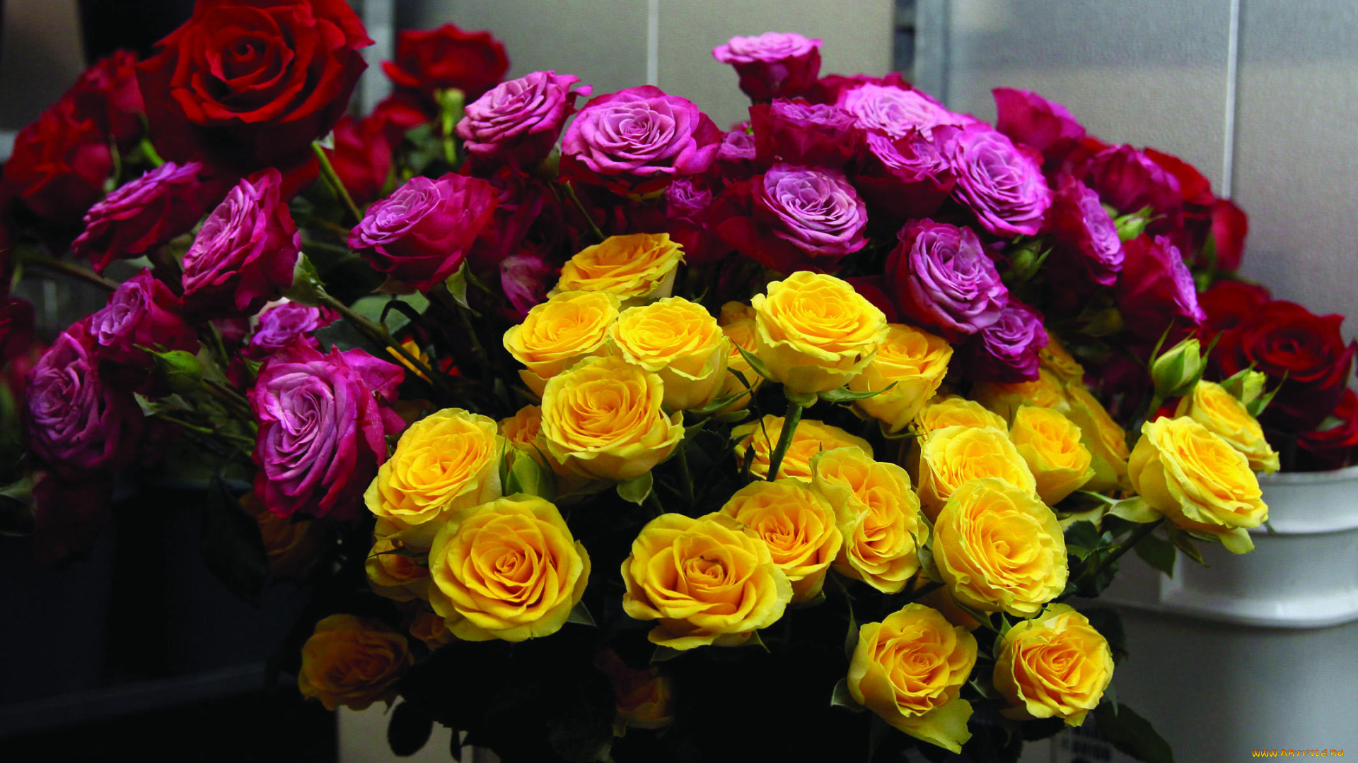 цветы, розы, желтый, розовый, красный