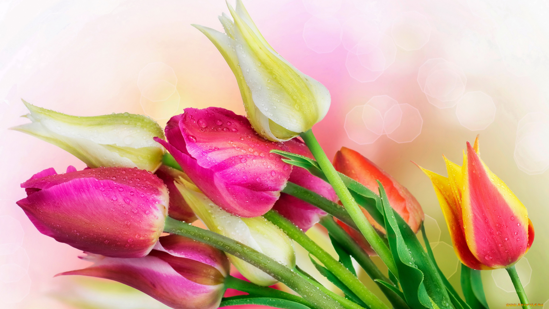 цветы, тюльпаны