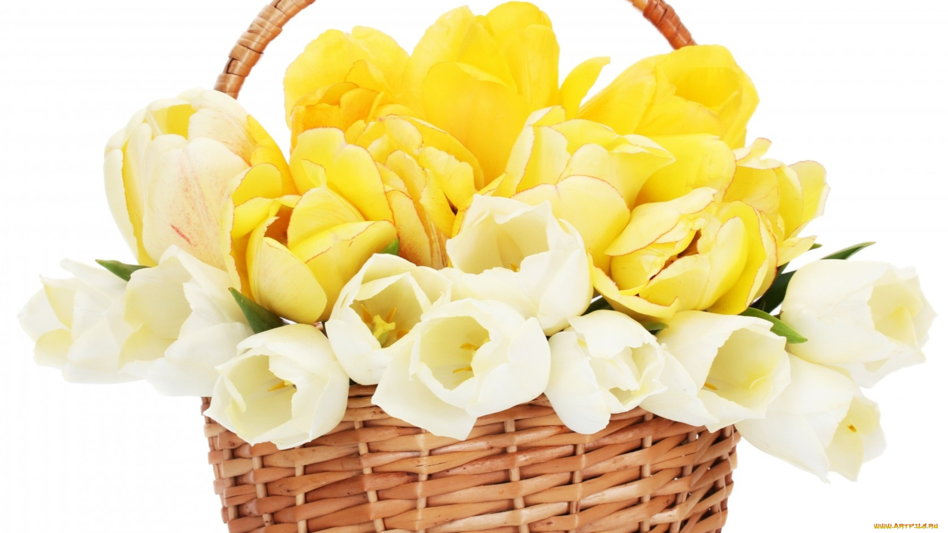 цветы, тюльпаны, белый, корзинка, желтый