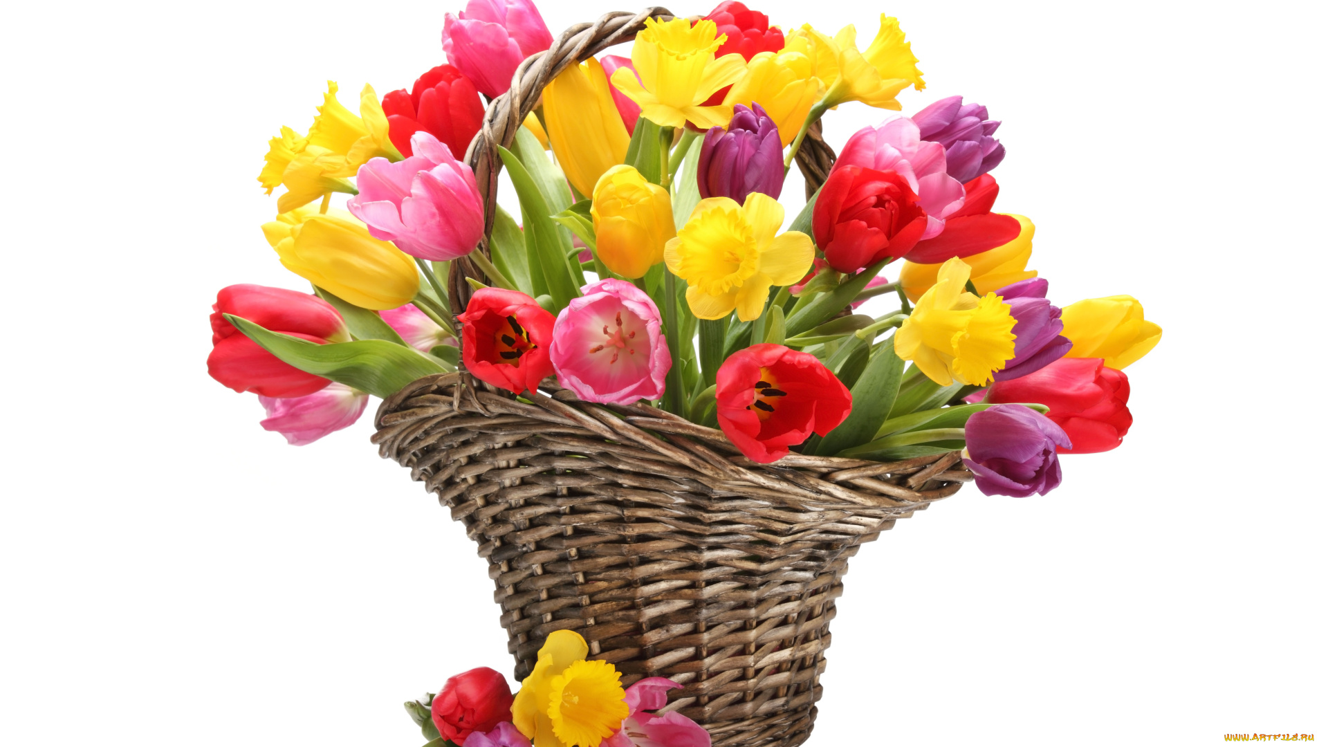 цветы, тюльпаны, корзинка, нарциссы, желтый, розовый, красный