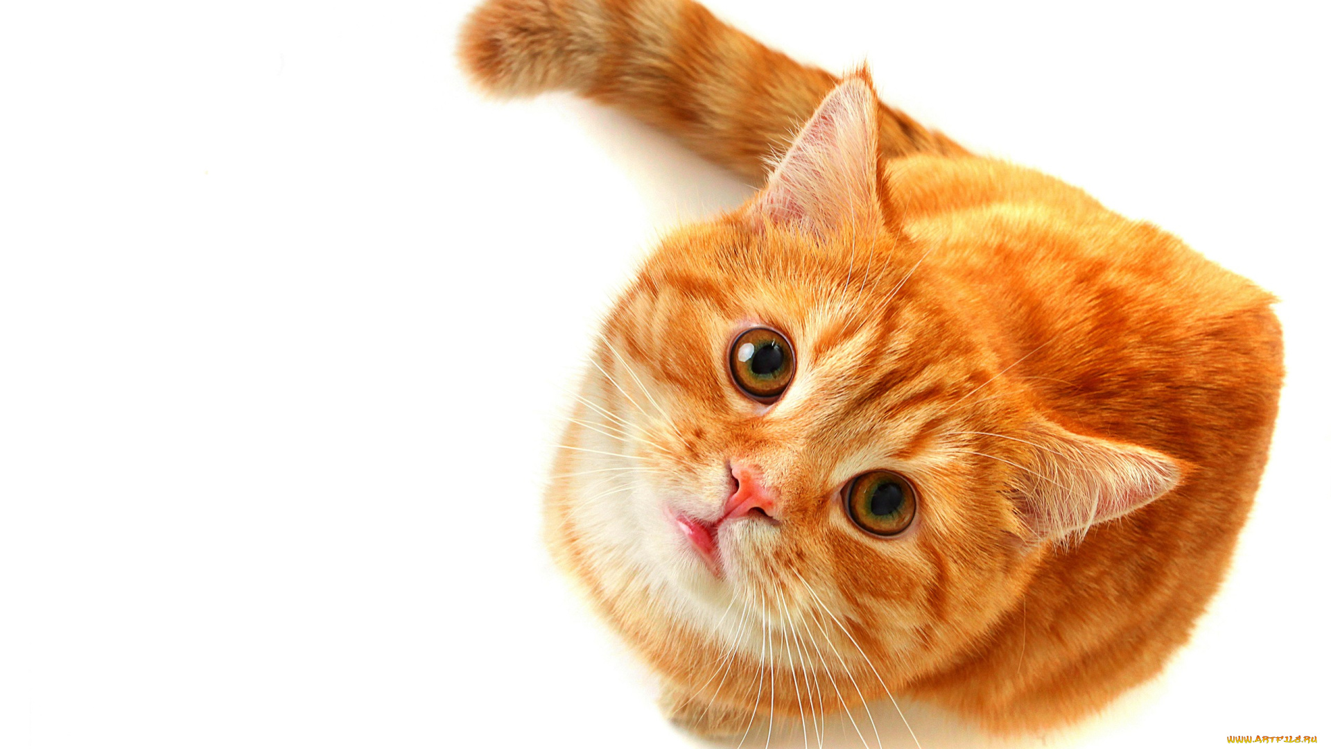 животные, коты, рыжий, кот