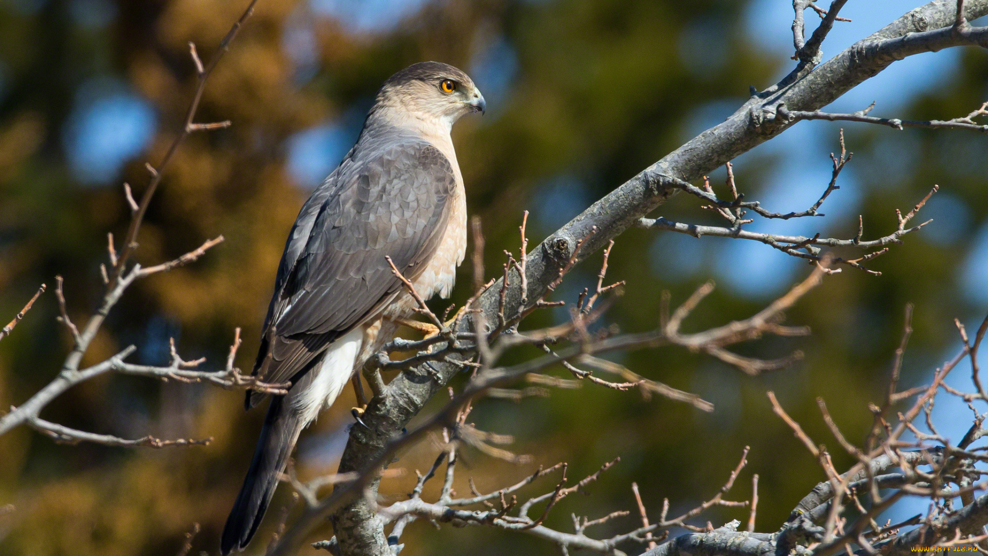 животные, птицы, хищники, хищник, ветки, клюв