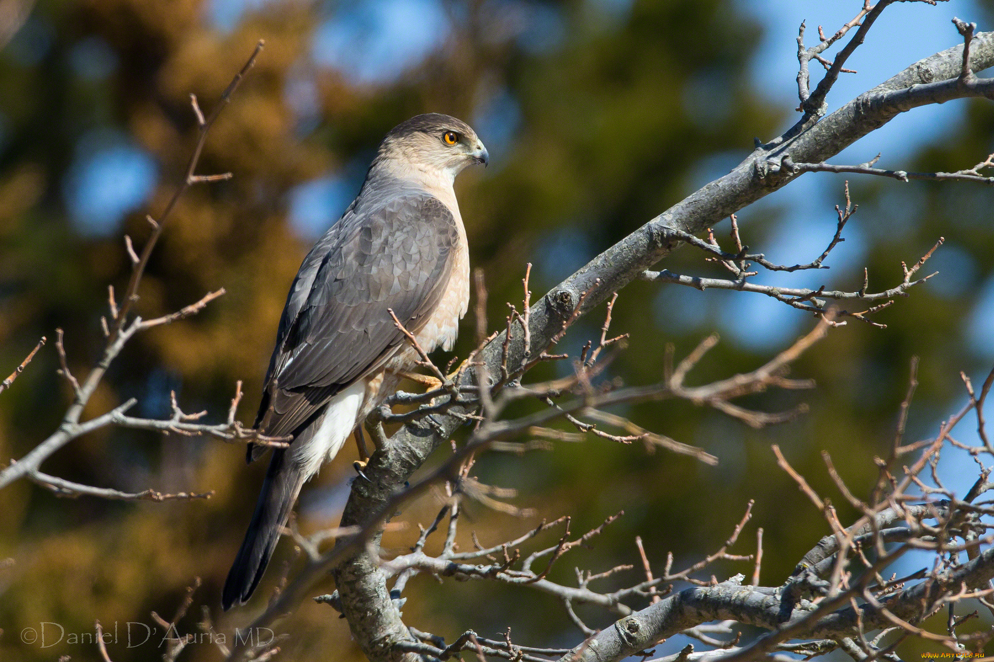 животные, птицы, хищники, хищник, ветки, клюв