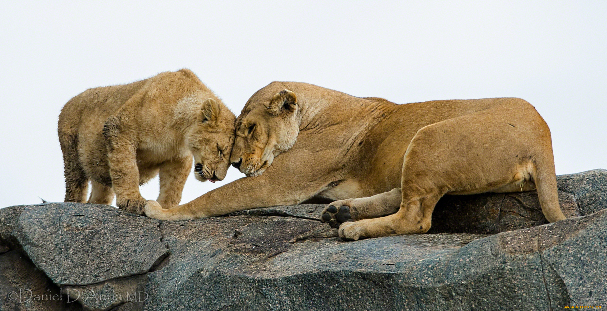 животные, львы, материнская, любовь
