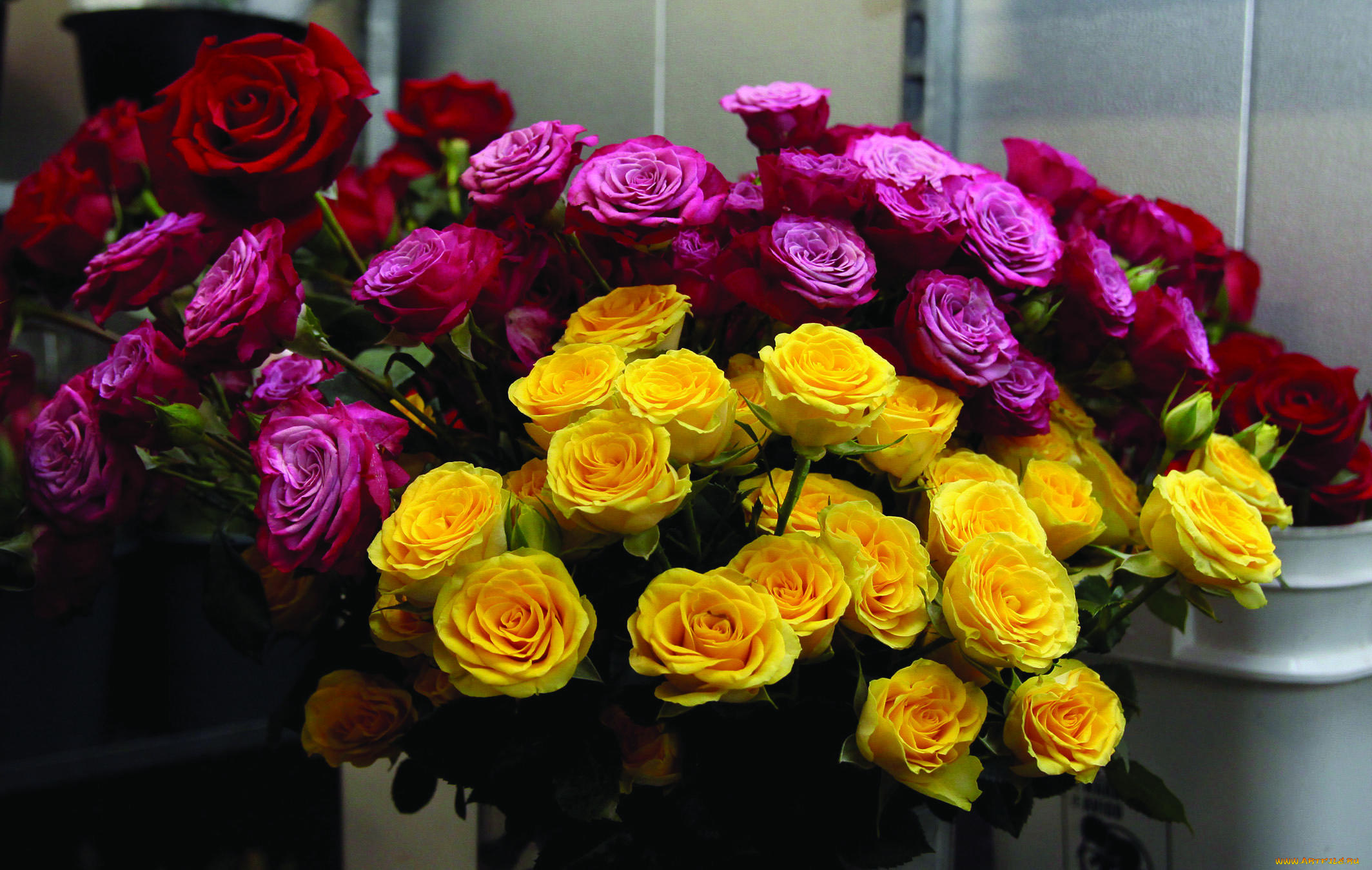 цветы, розы, желтый, розовый, красный