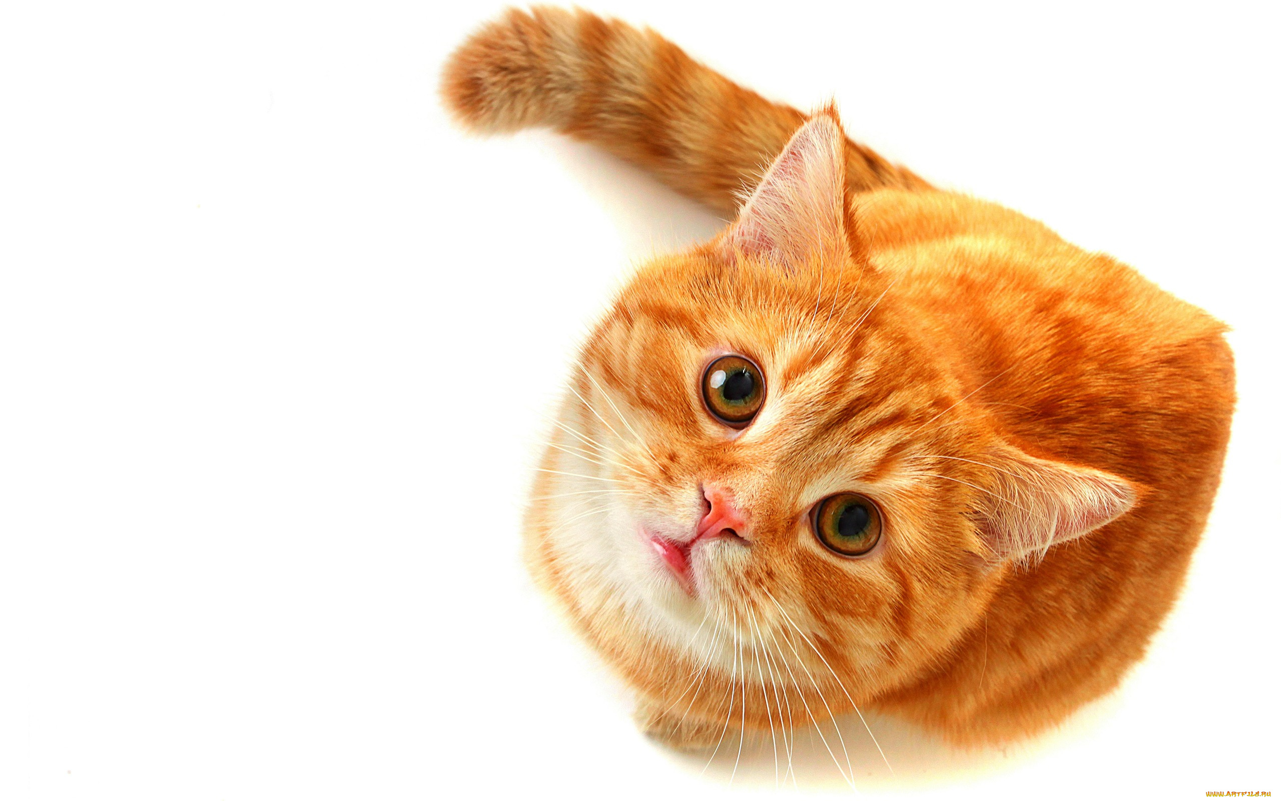 животные, коты, рыжий, кот