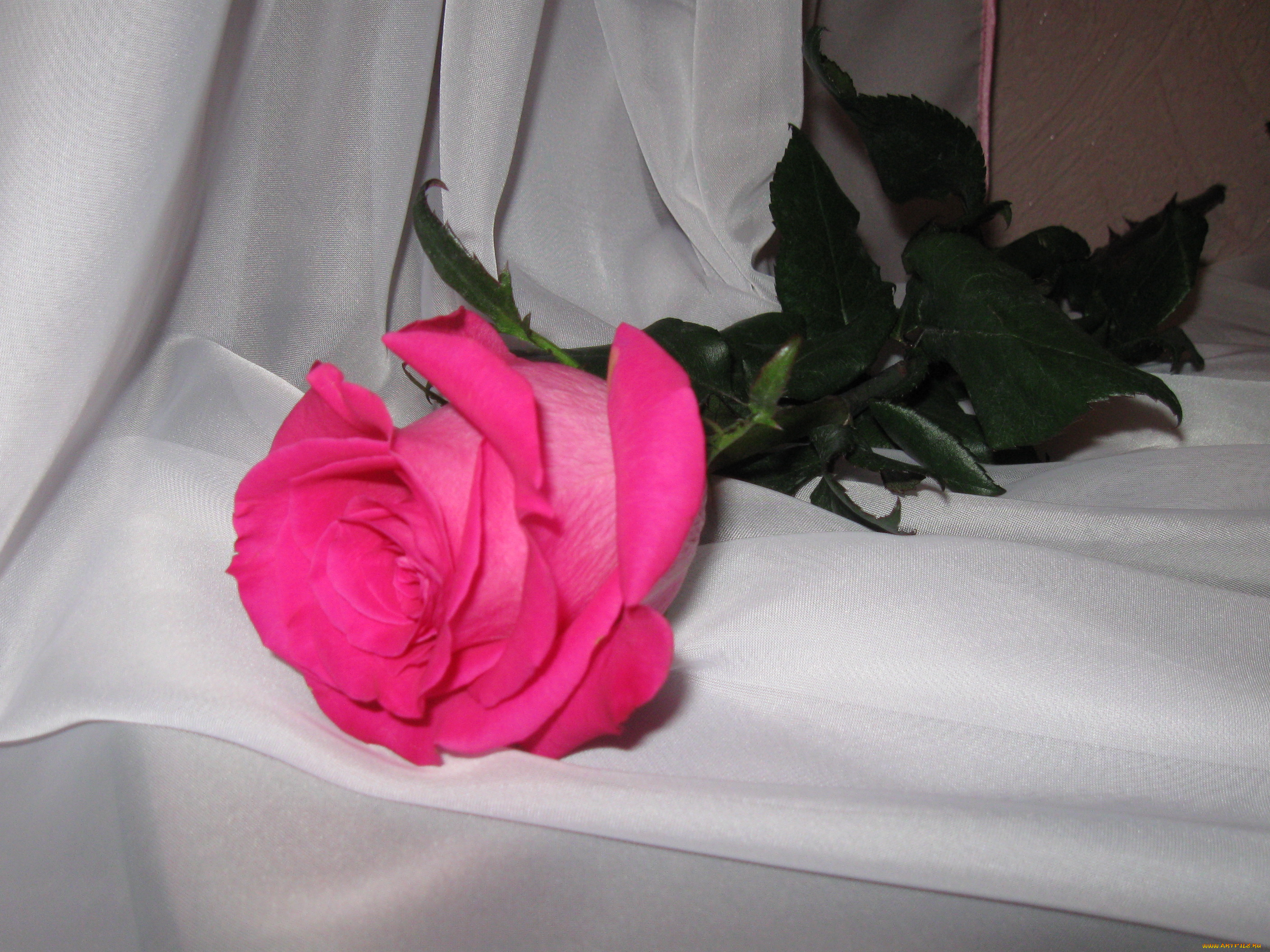 цветы, розы, роза