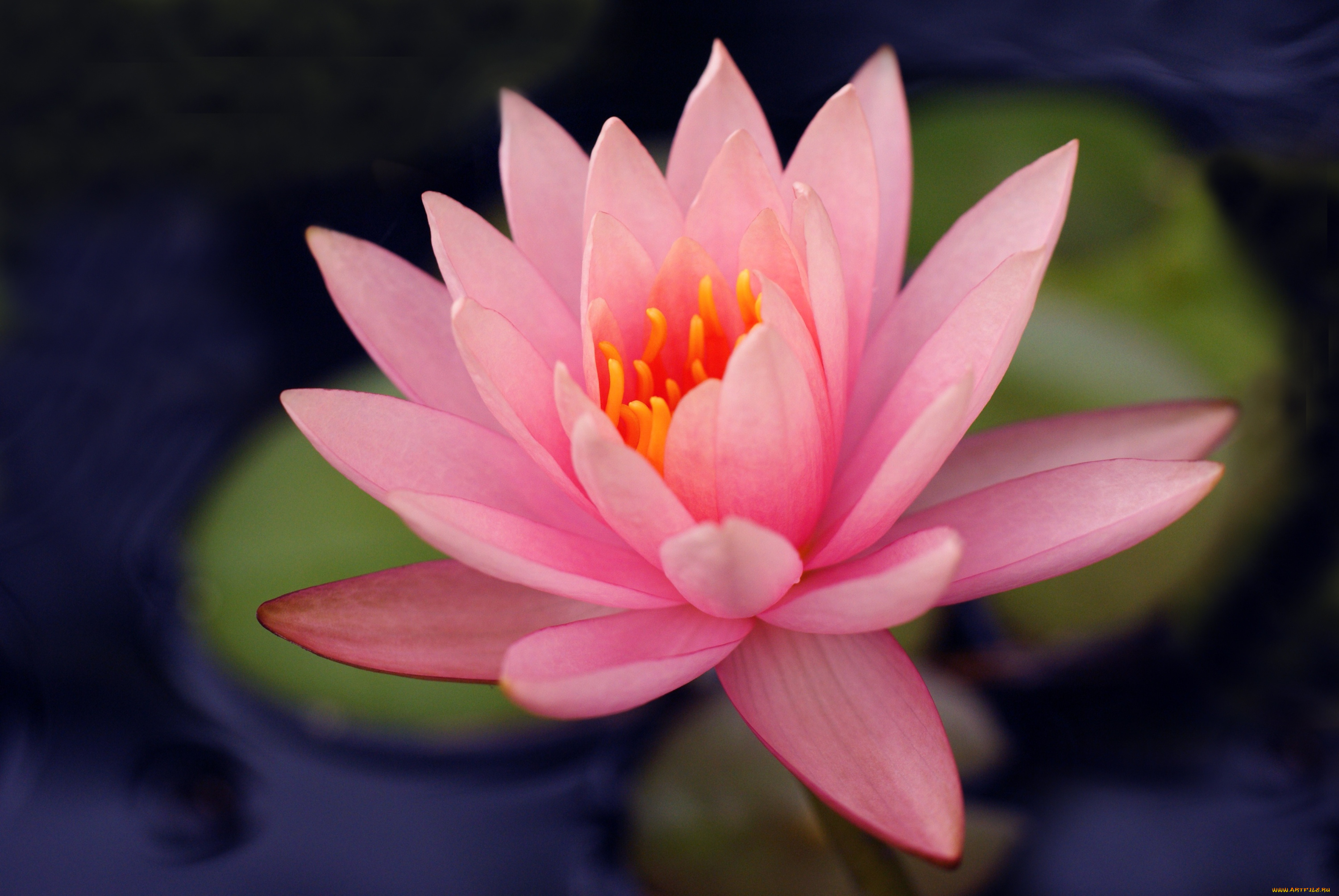 цветы, лилии, водяные, нимфеи, кувшинки, розовый, лепестки