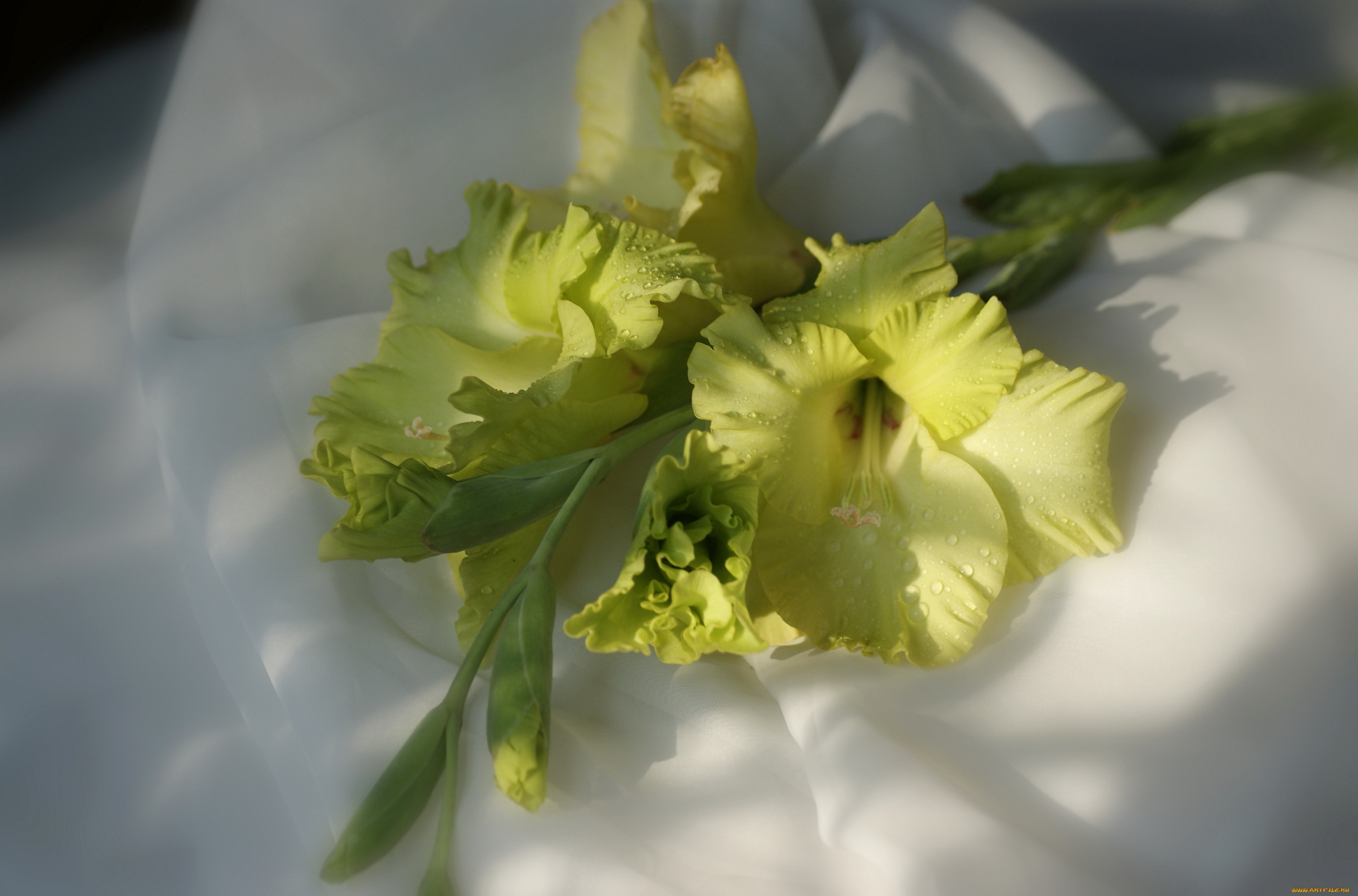 цветы, гладиолусы, гладиолус