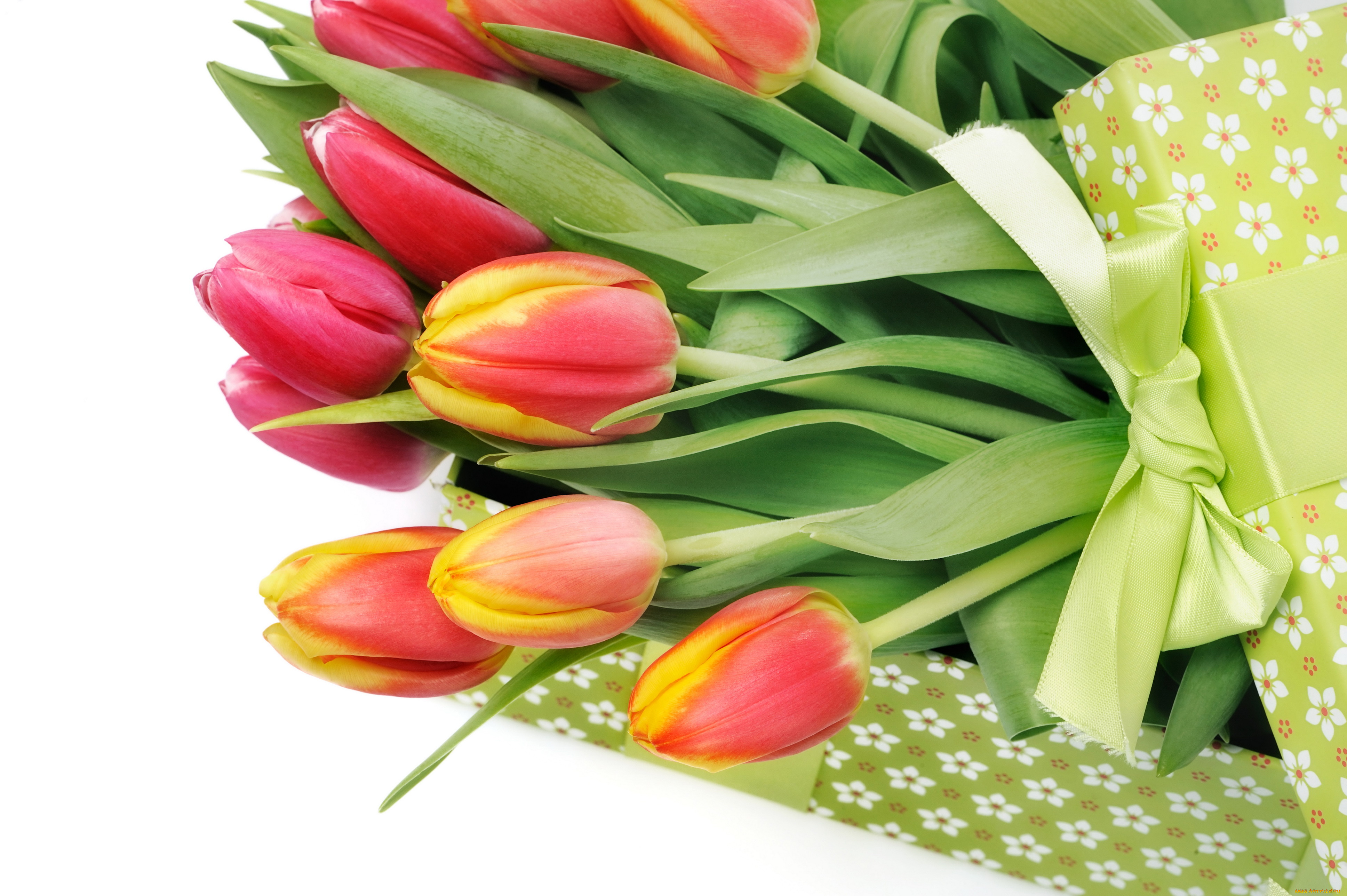 цветы, тюльпаны