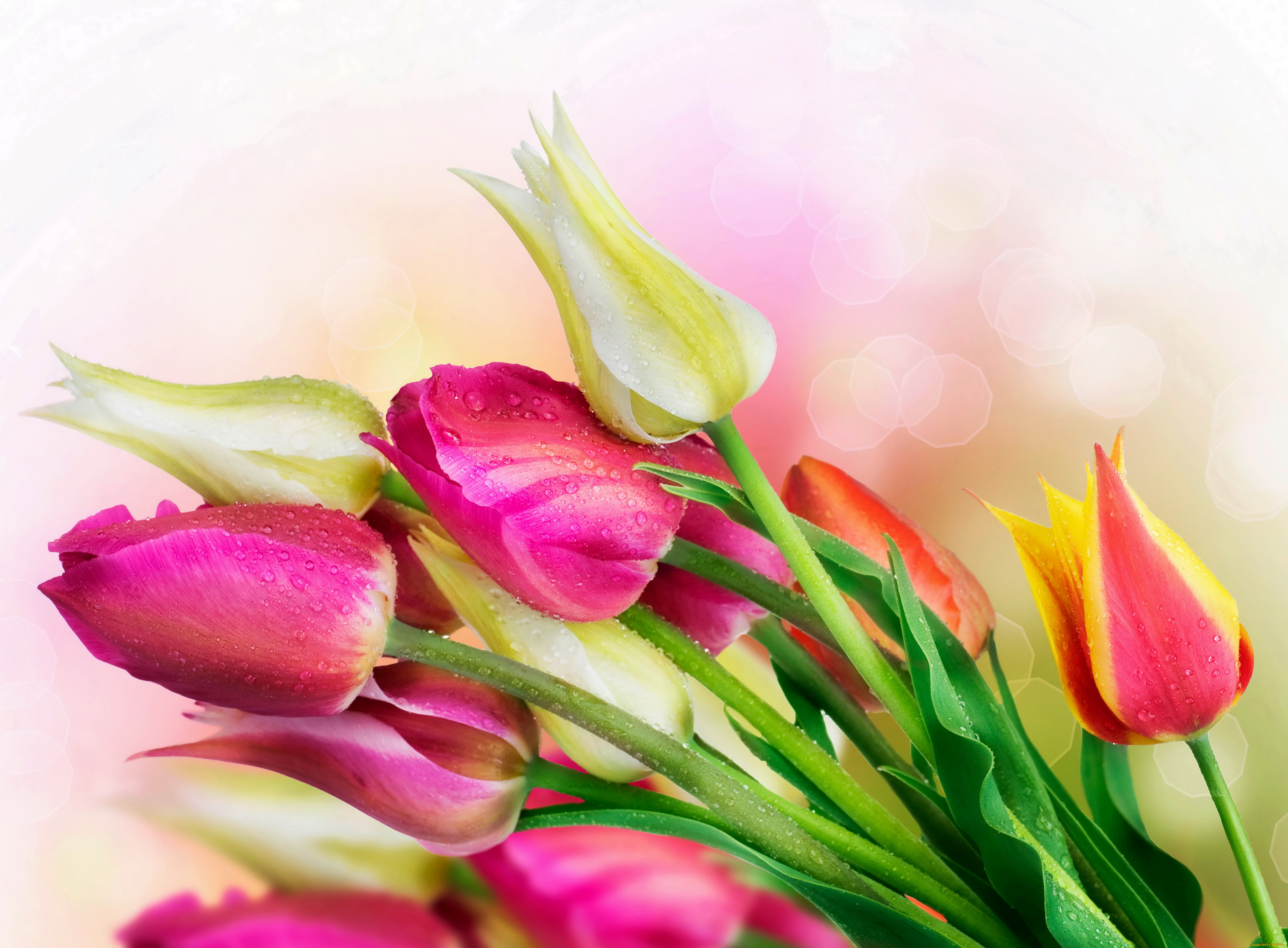 цветы, тюльпаны