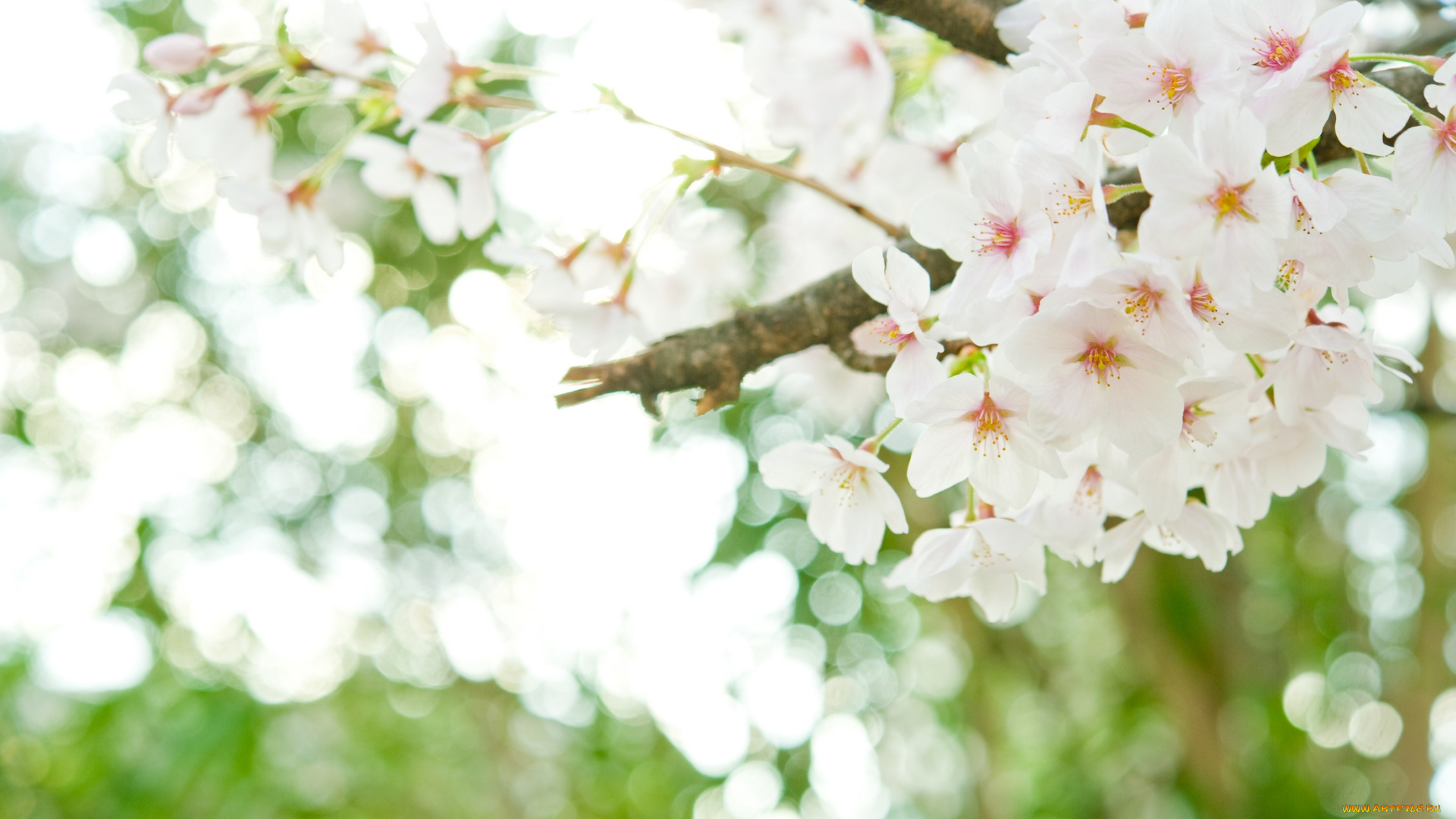 цветы, цветущие, деревья, , , кустарники, ветки, дерево