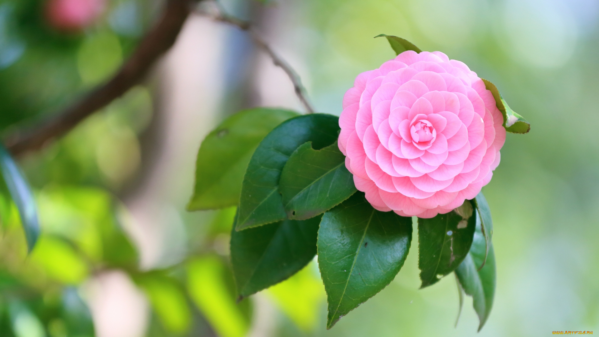 цветы, камелии, розовая, комелия, листья, ветка