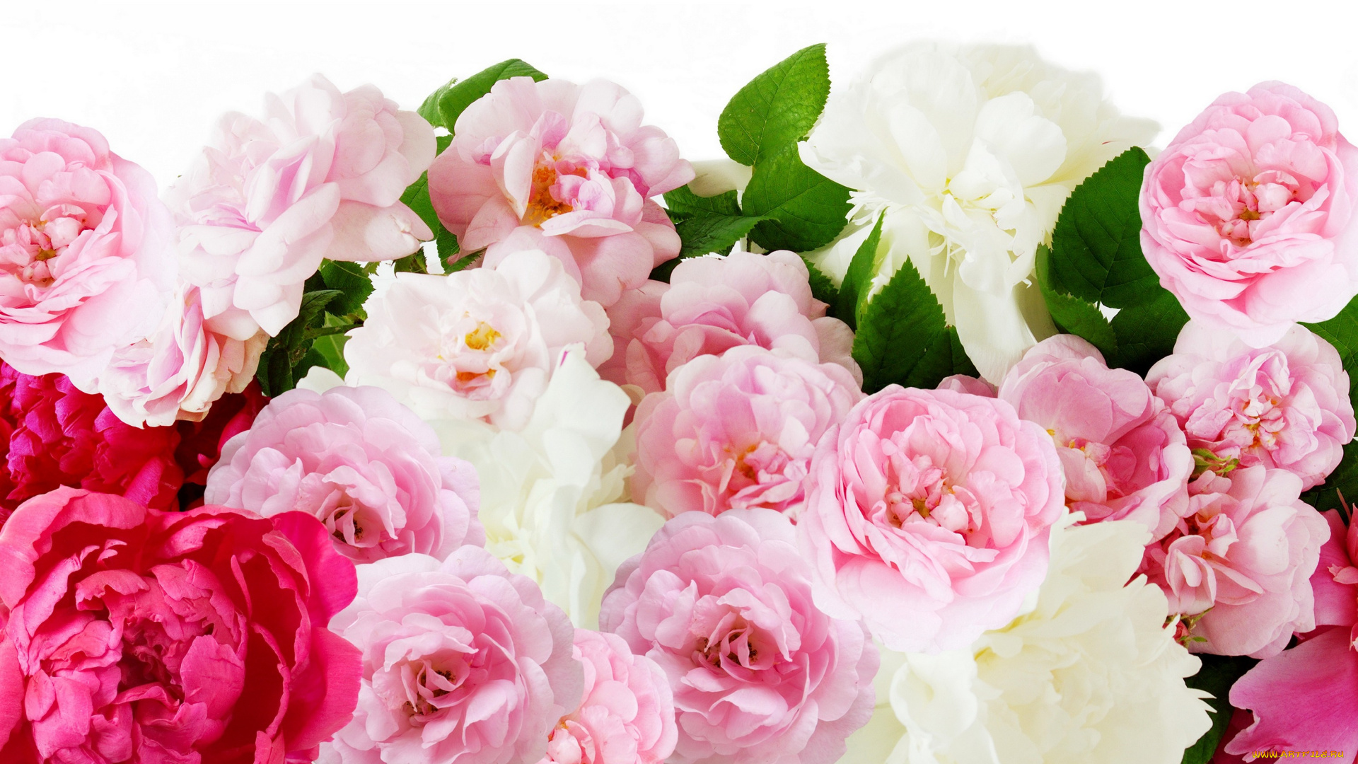 цветы, разные, вместе, пионы, розы