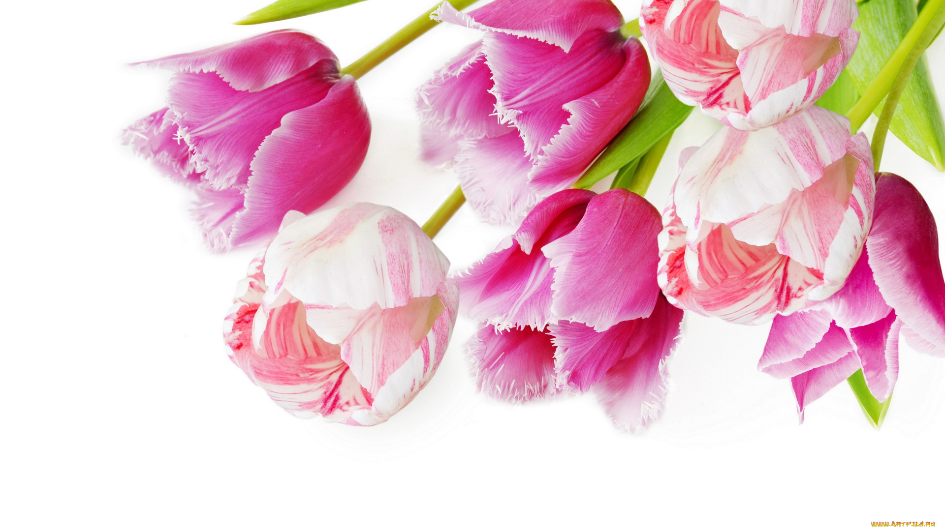 цветы, тюльпаны