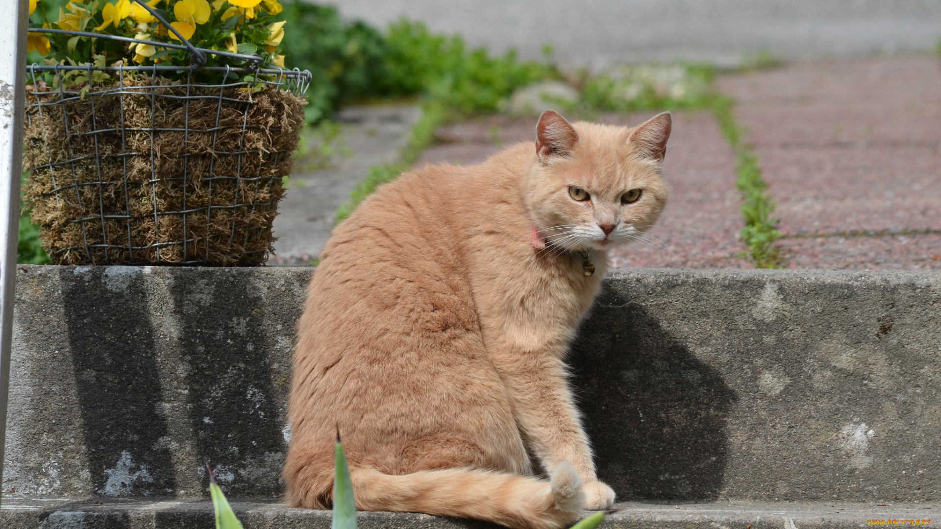 животные, коты, корзина, цветы, ступени, кот, рыжий, взгляд