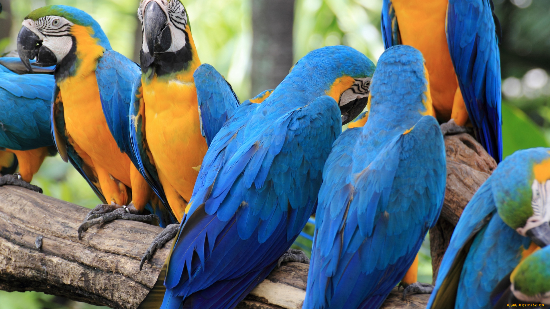 животные, попугаи, ветка, птицы